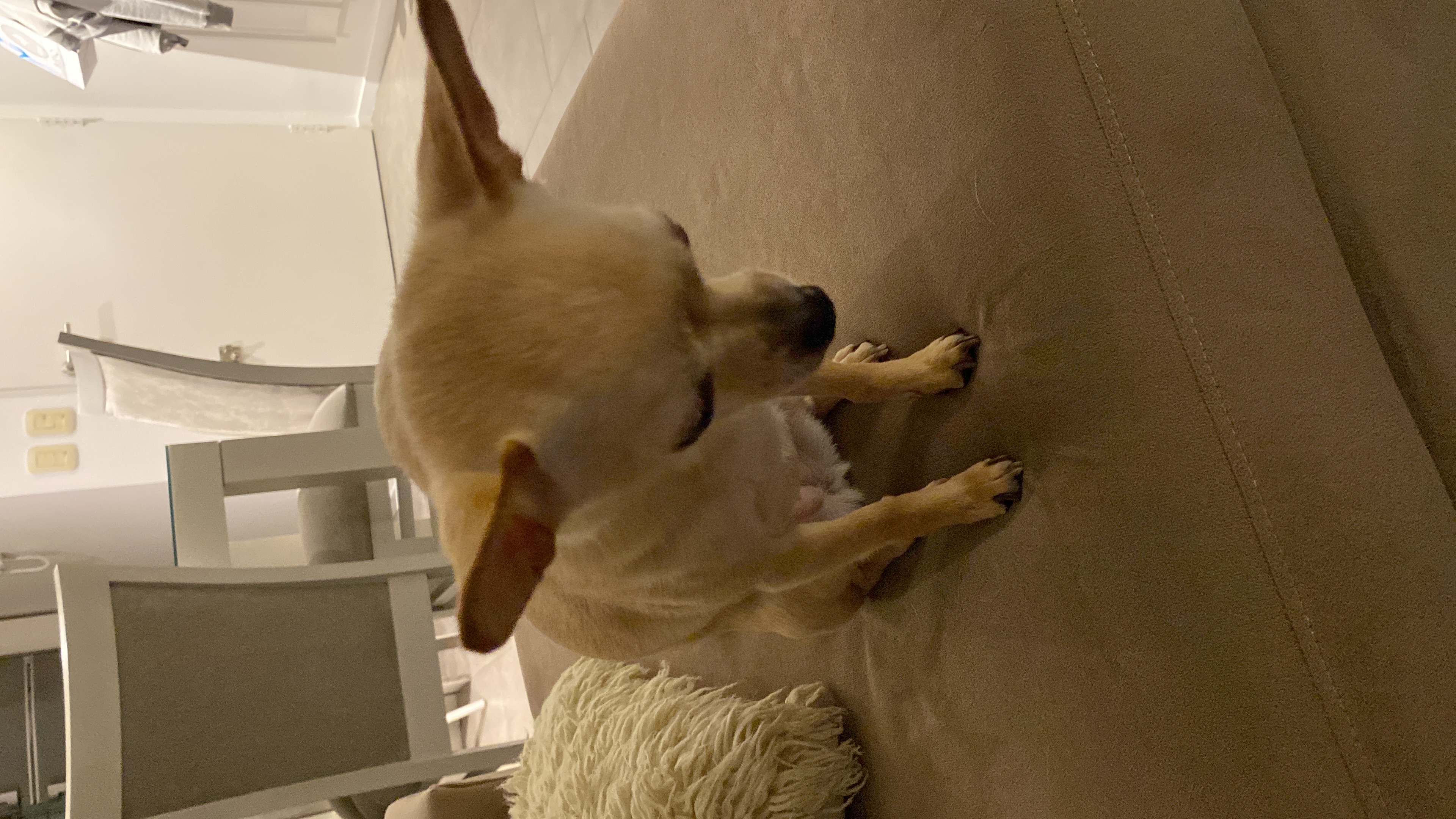Frida, foto 2