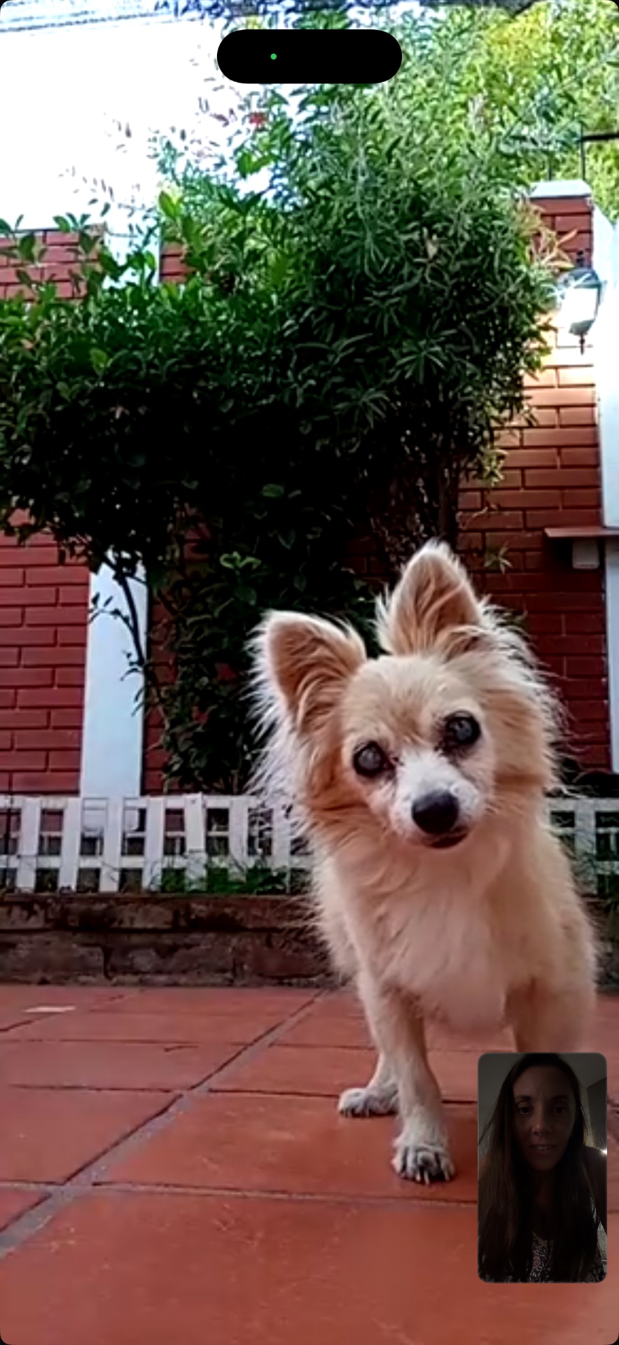 Lupita, chihuahua crema y blanco de pelo largo, de Buenos Aires