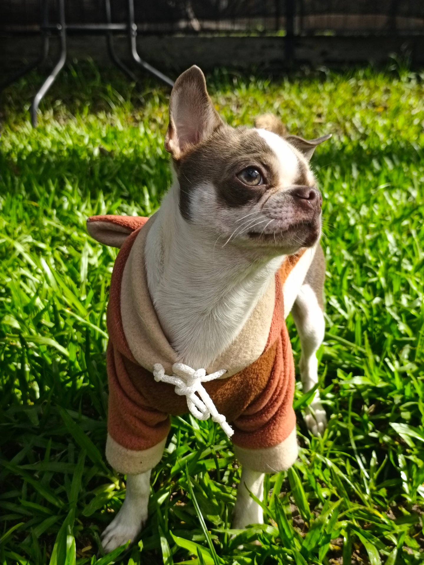 Vitto, chihuahua blanco con grisáceo de Formosa