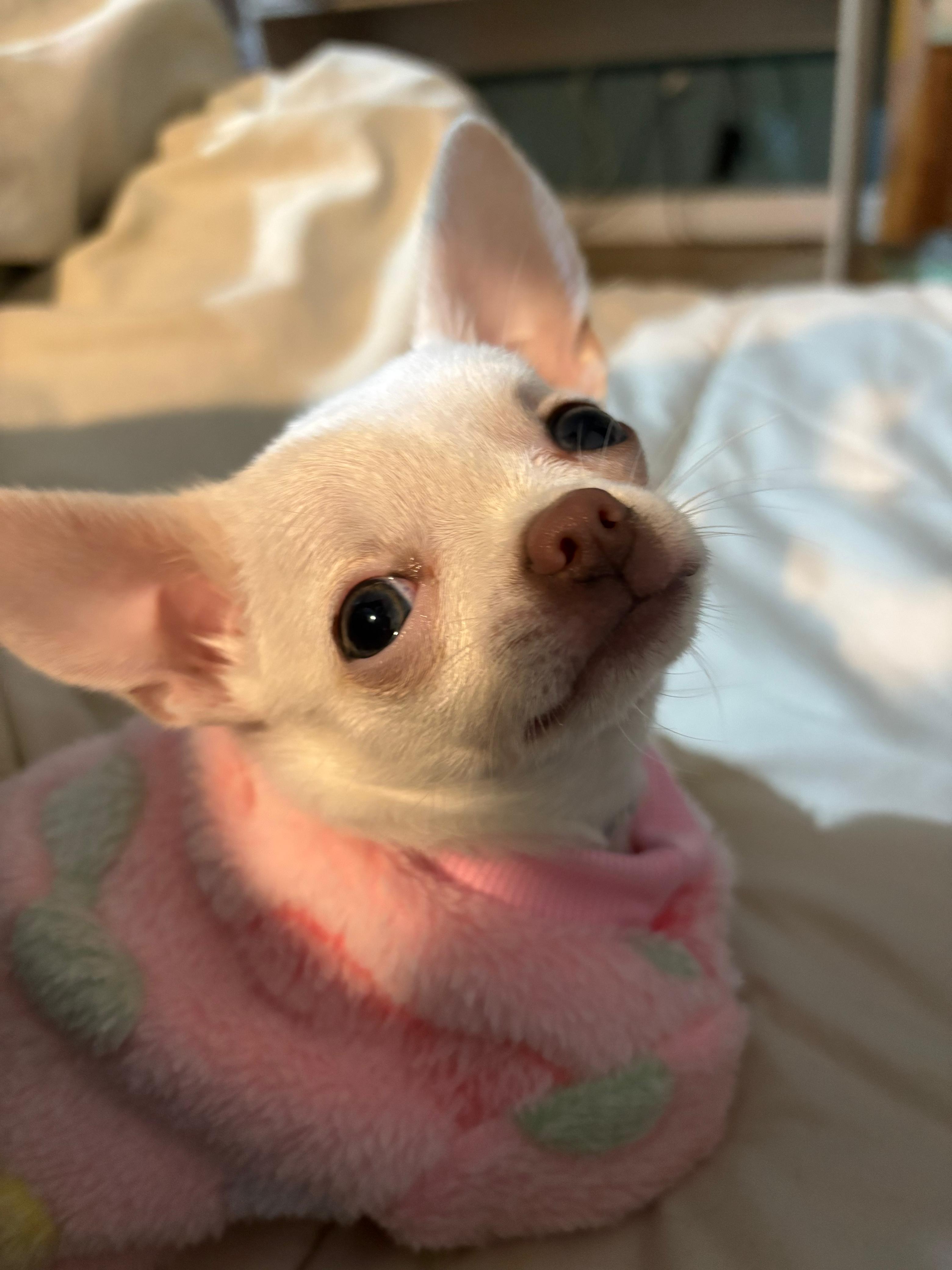 Lupita, chihuahua blanca de Río Negro