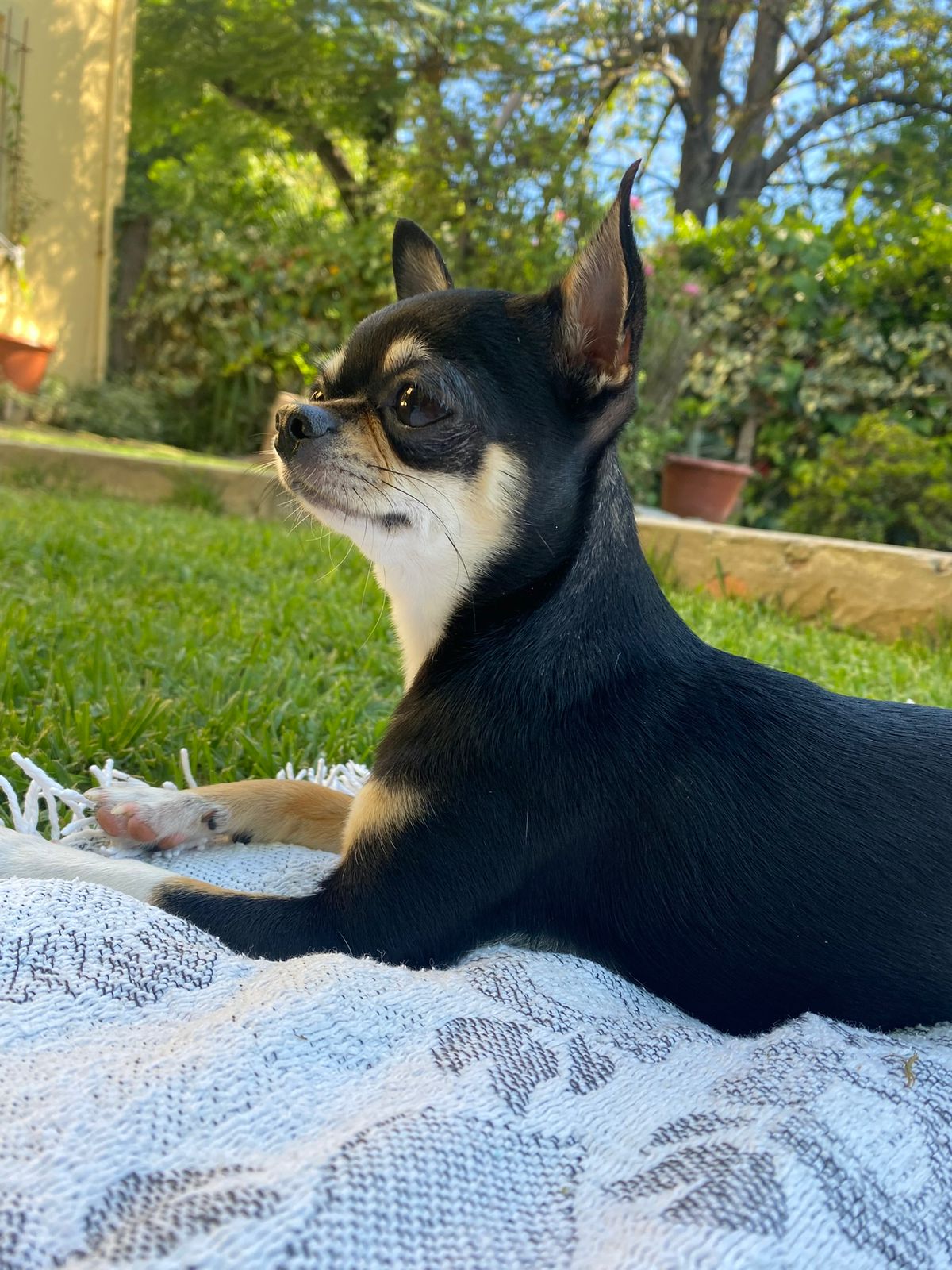 Morena Valdez, chihuahua negra, blanca y marrón de Tigre, Buenos Aires