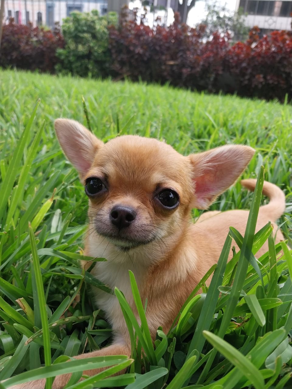 Kira Rose, chihuahua caramelo de Lima