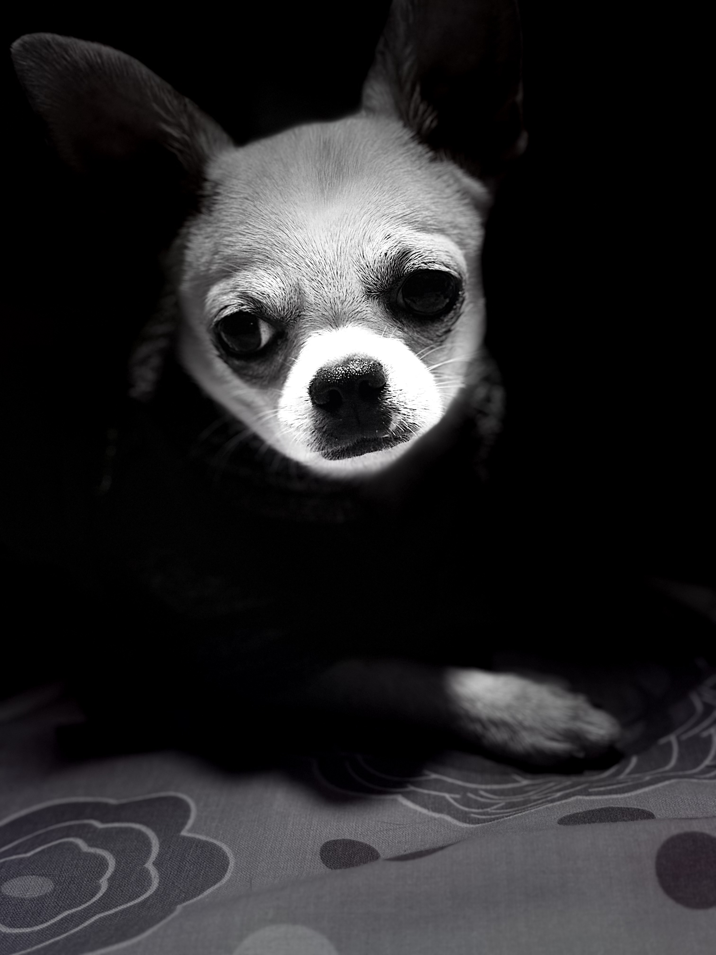 Riu Andreu, chihuahua blanco de Lima