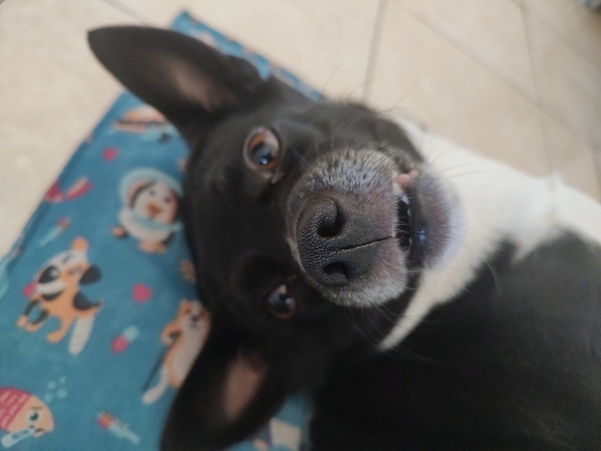 Luna, chihuahua mestiza negra con blanco de Neuquén