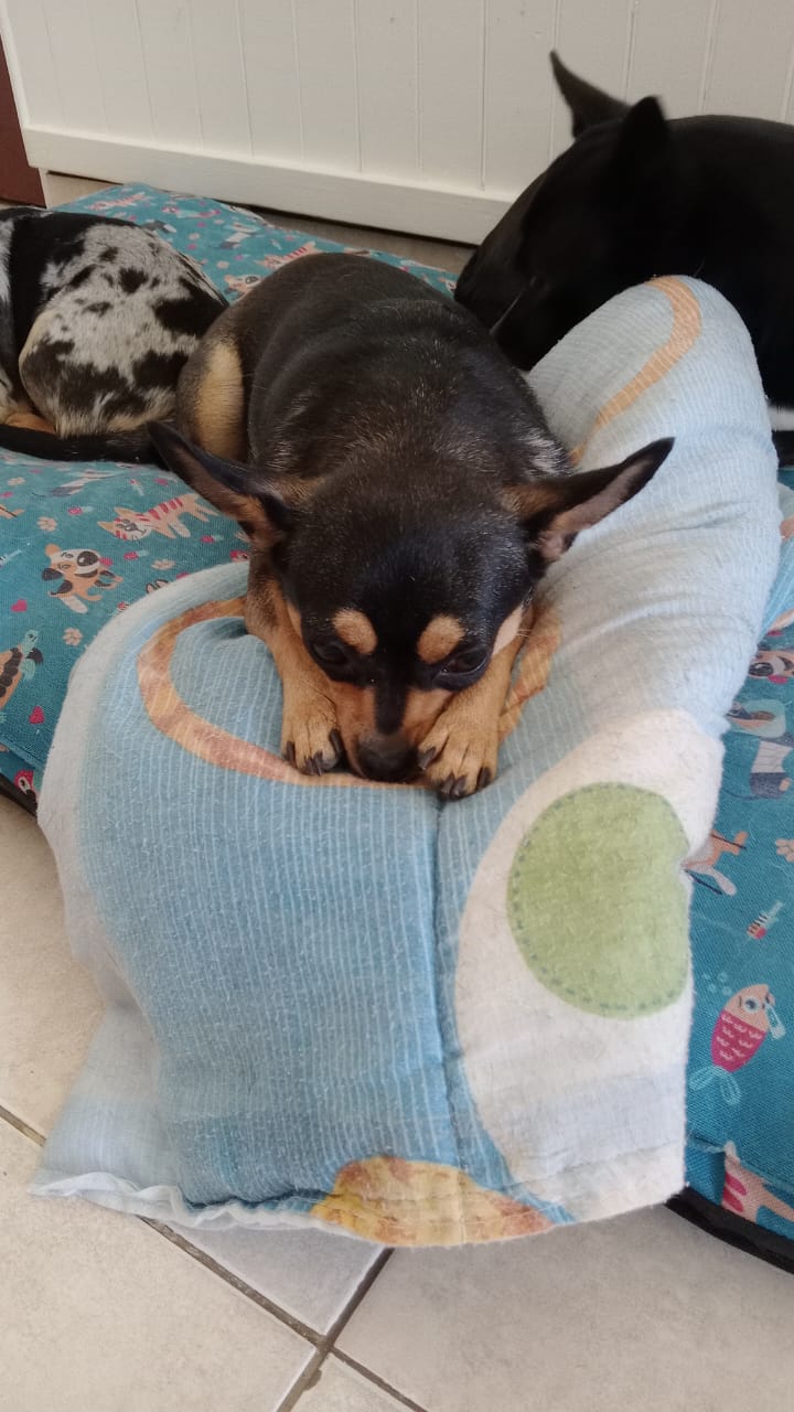 Haru, chihuahua negra y caramelo de Neuquén
