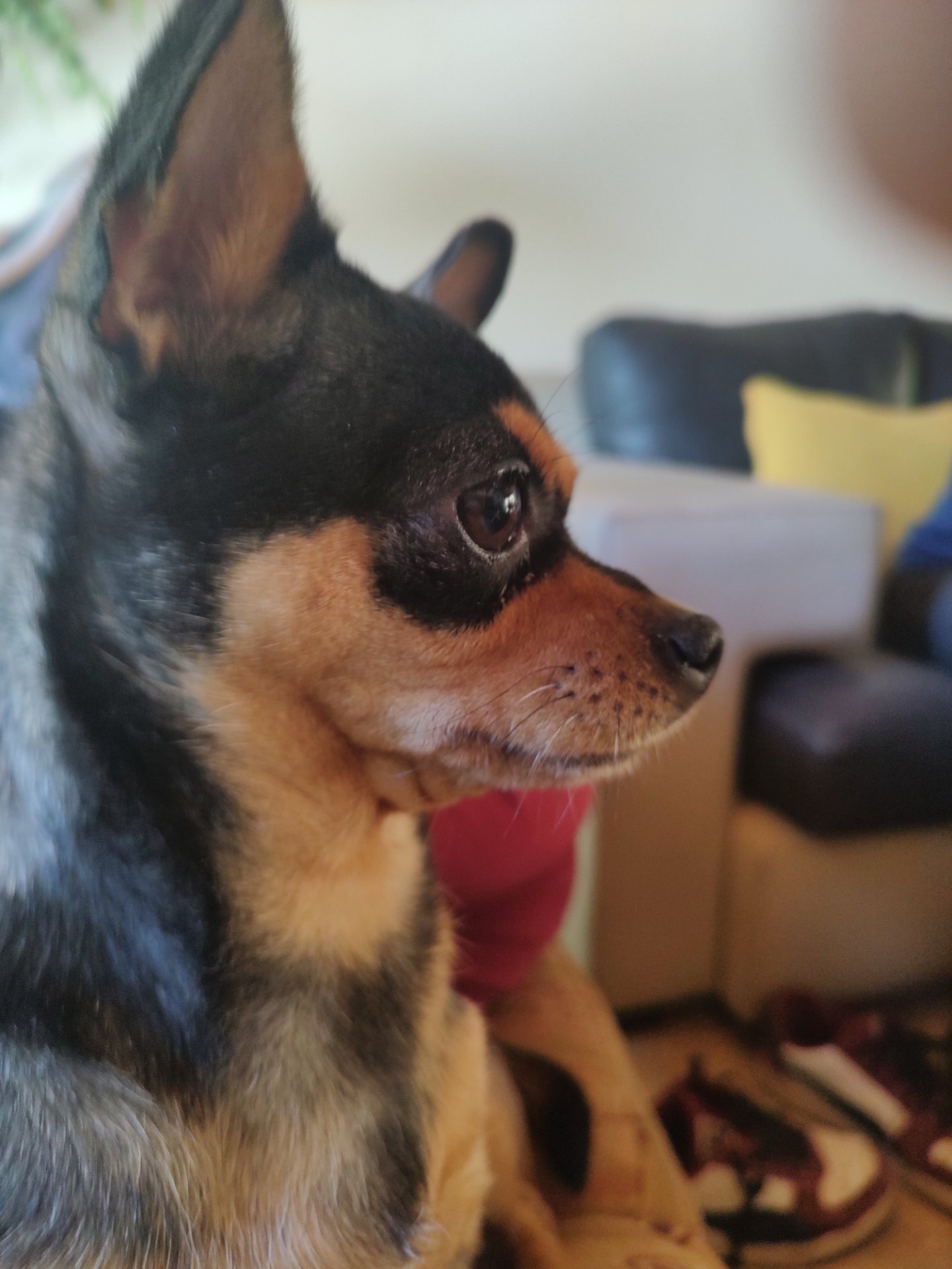 Haru, foto 2