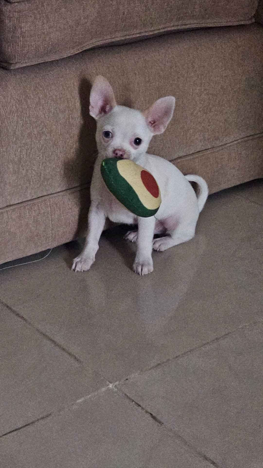 Rocky, chihuahua blanco de Córdoba