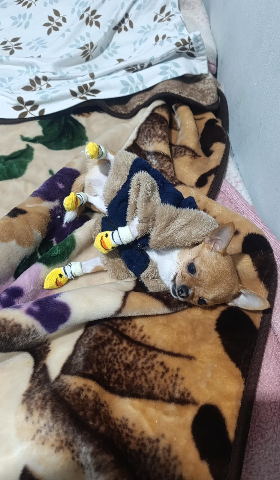 Romeo, chihuahua crema con blanco de Buenos Aires
