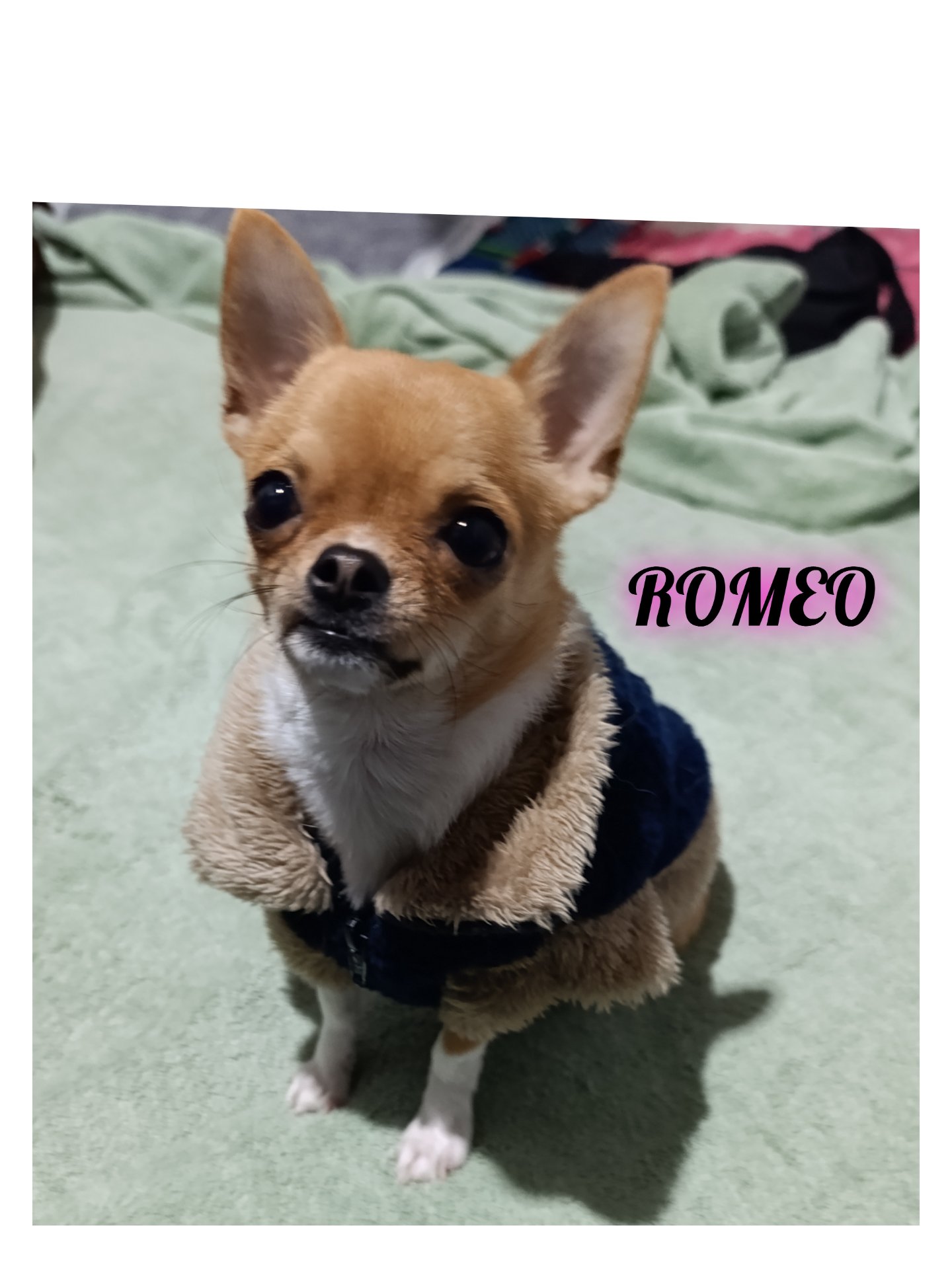 Romeo, foto 2