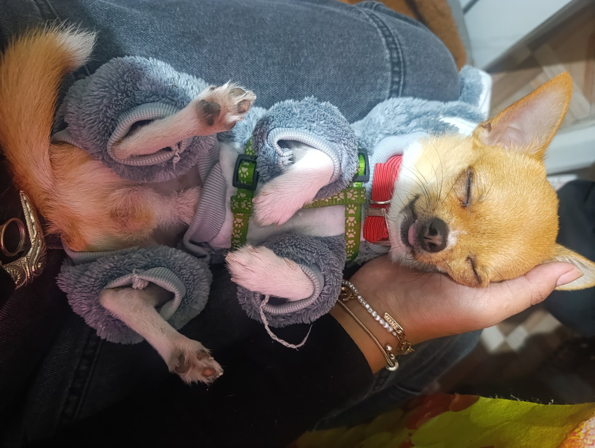 Romeo, foto 3