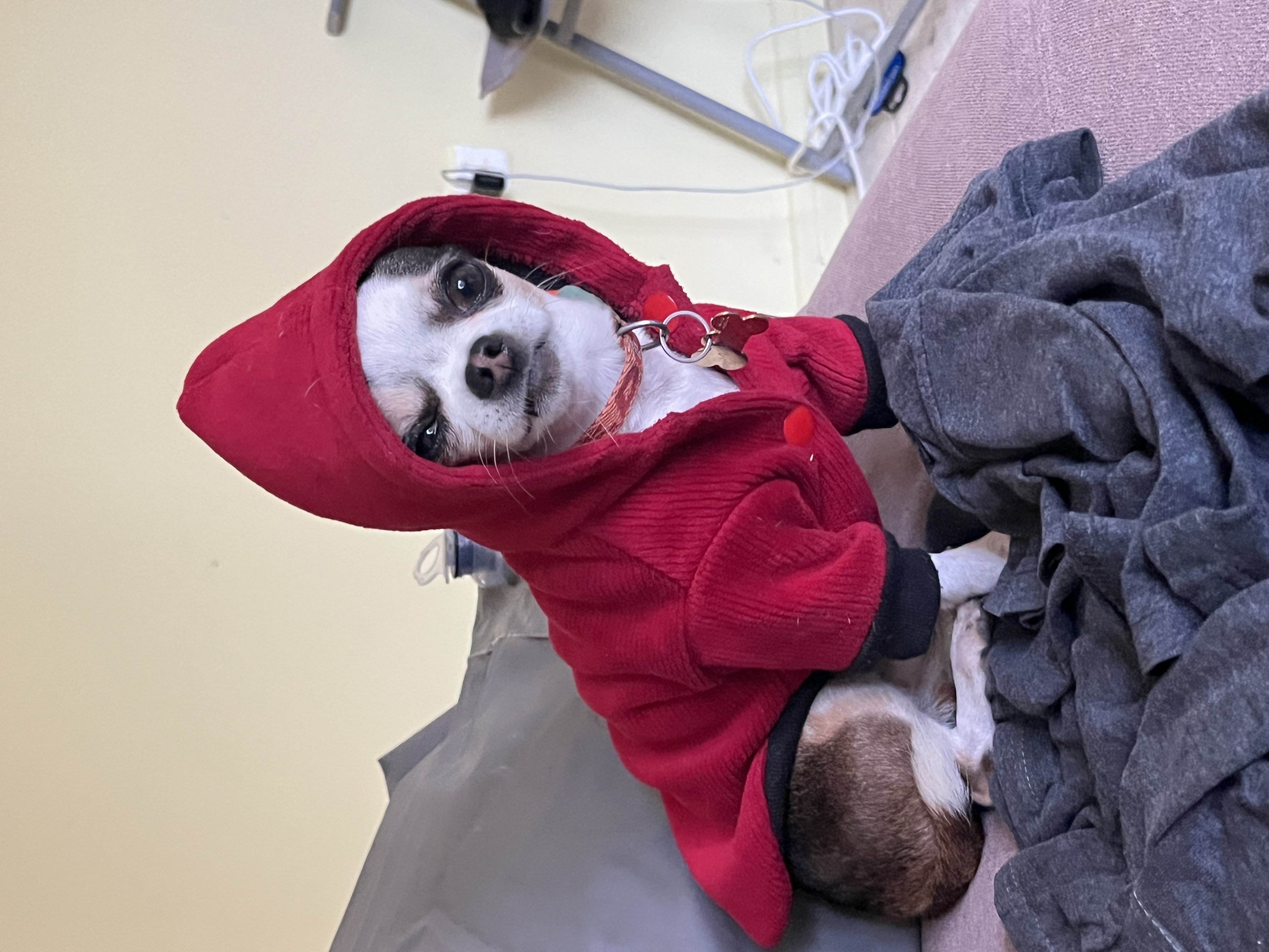 Polo, chihuahua negro y blanco de Rancagua