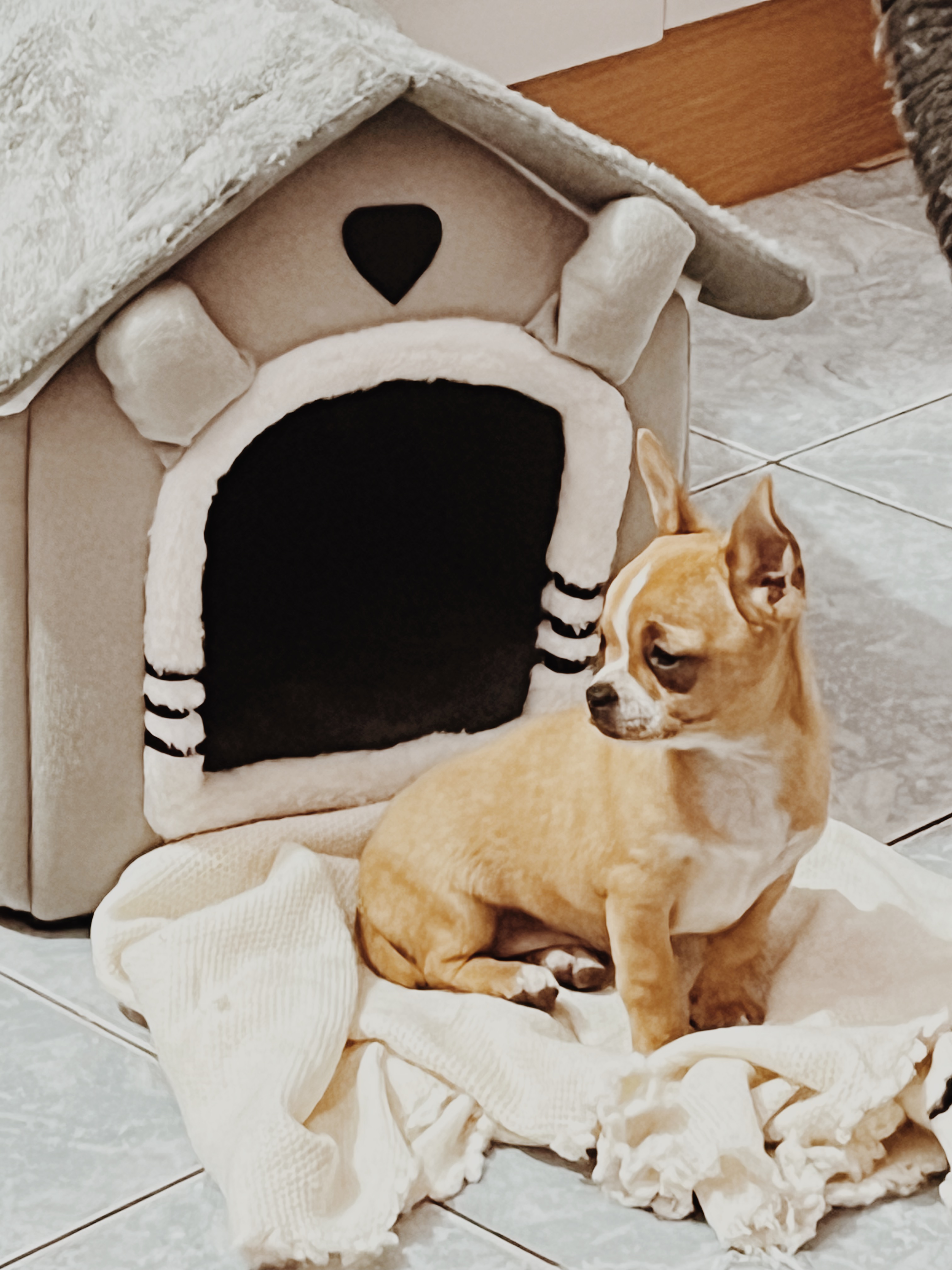 Olivia, chihuahua amarilla de Uruguay
