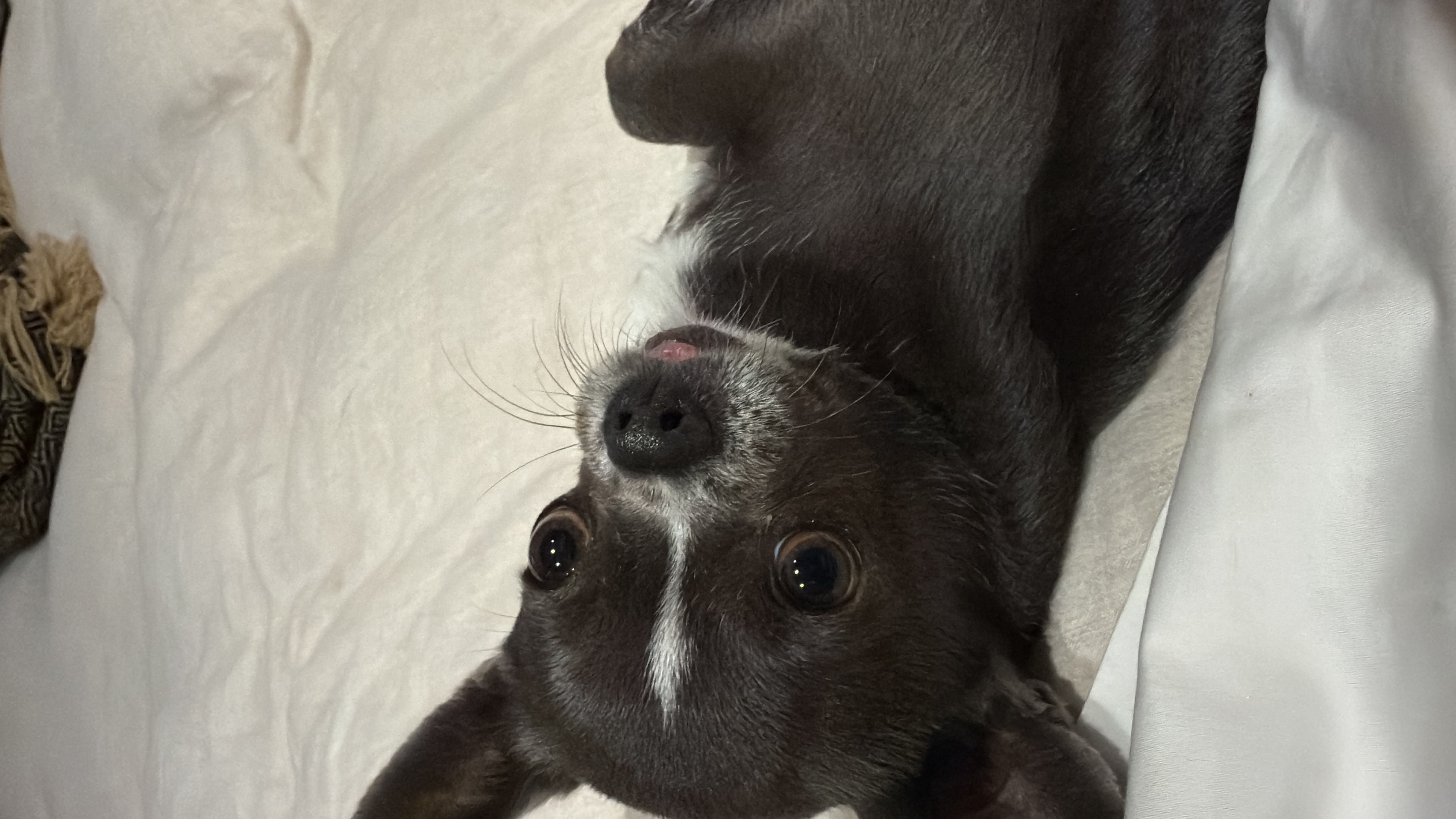 Augusto, chihuahua azul de Santiago