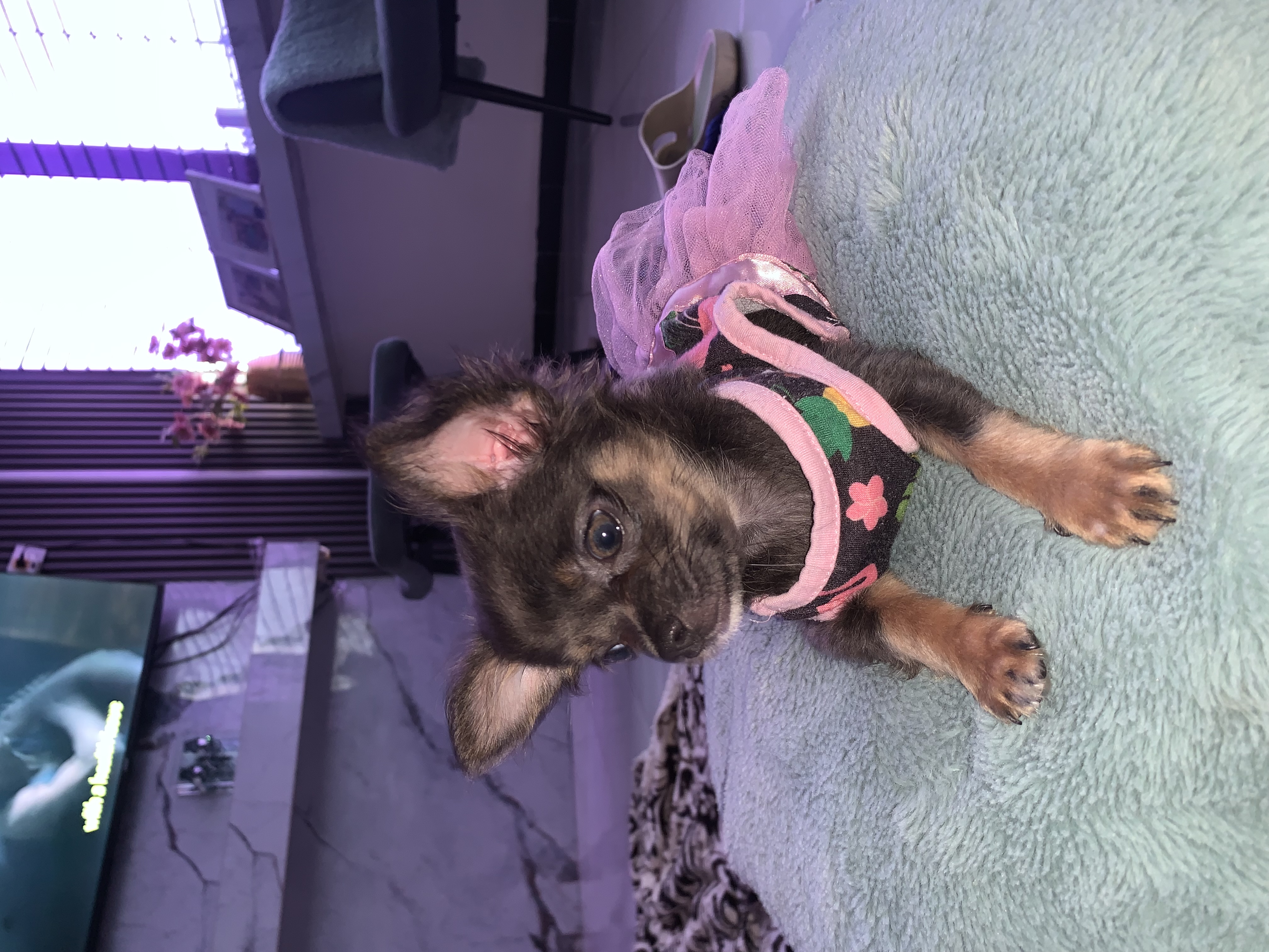 Chiky, foto 2