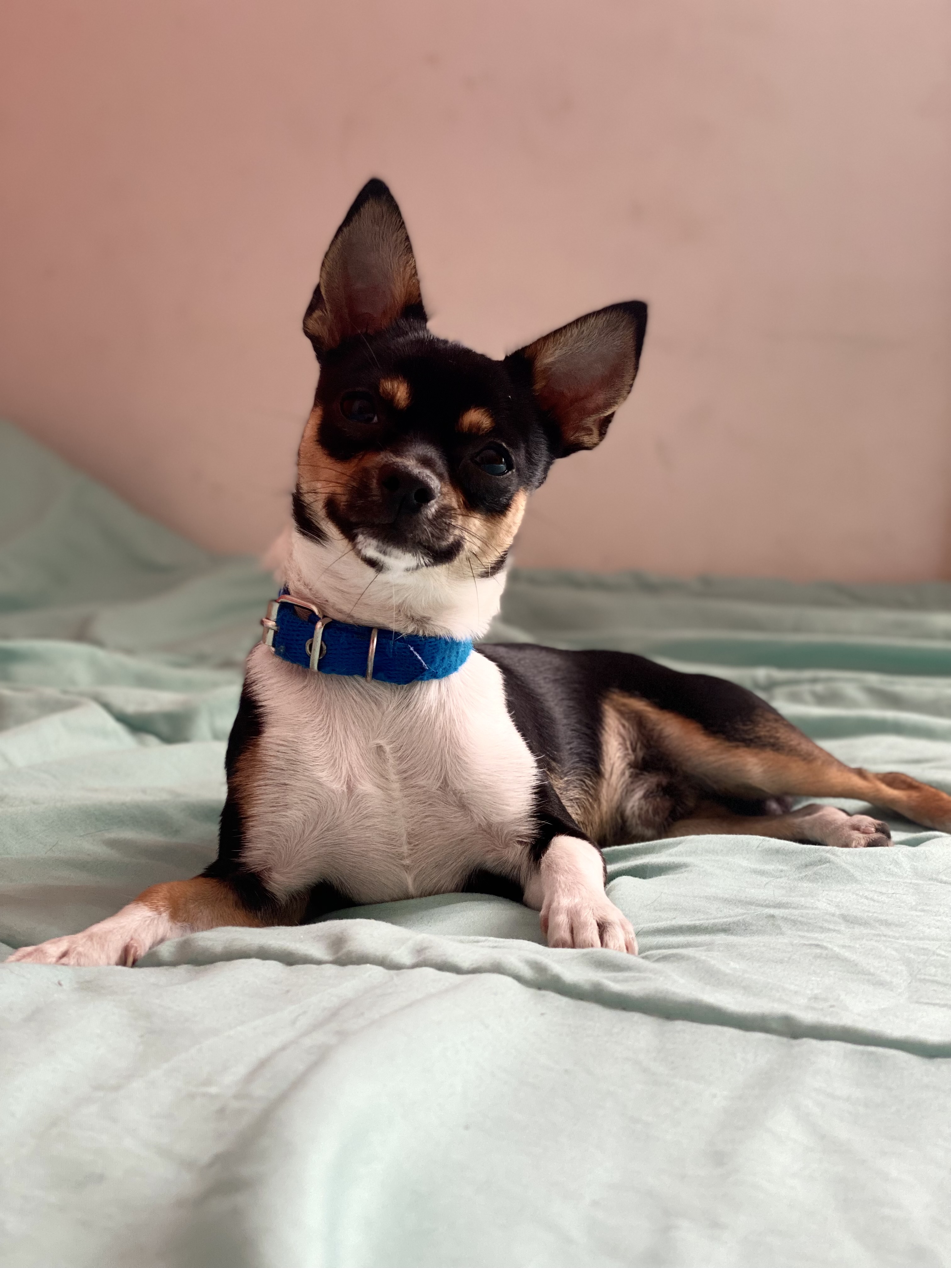 Rusher, chihuahua tricolor de Pilar