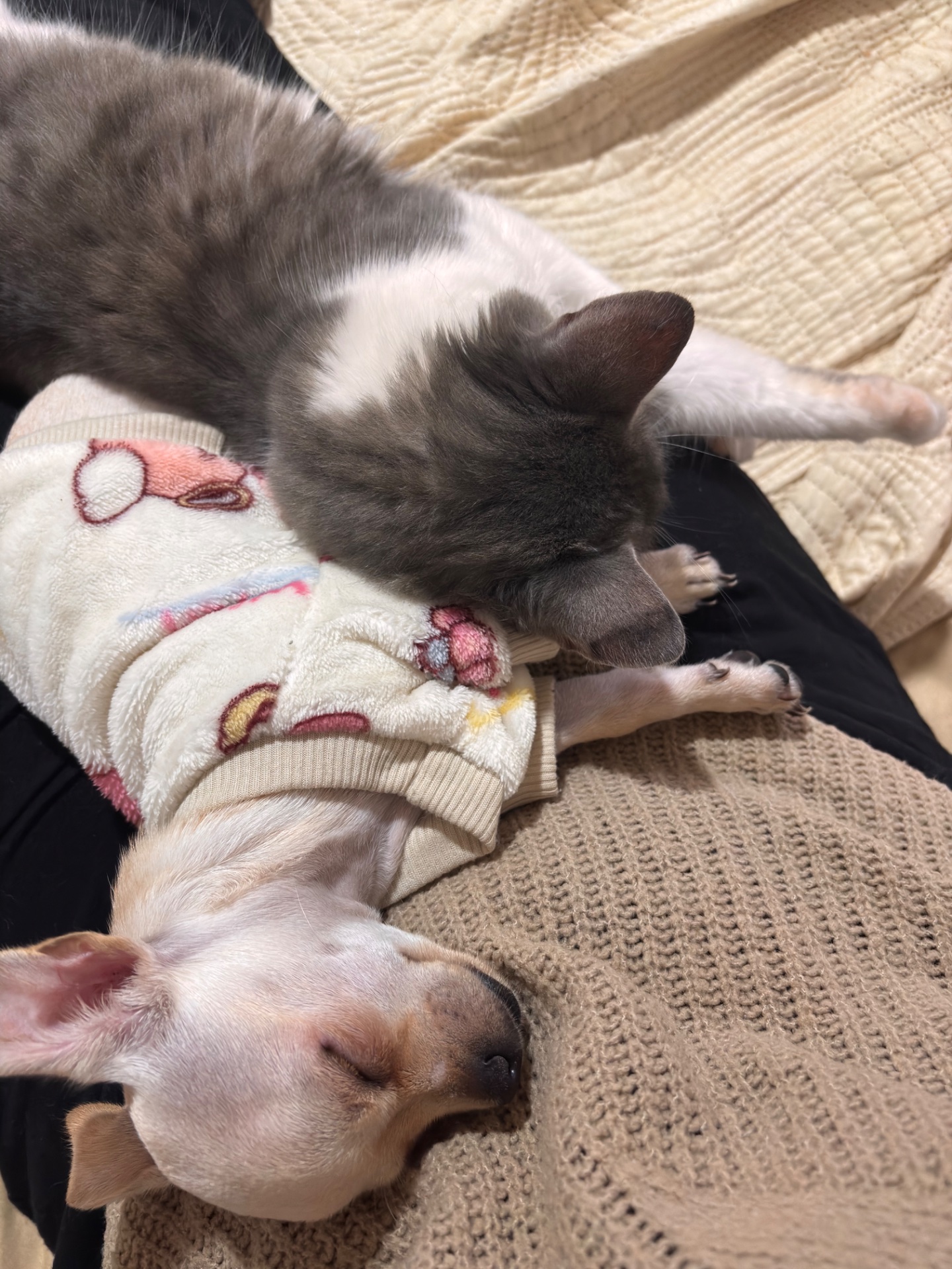 Maddy, chihuahua crema y blanco de Pilar