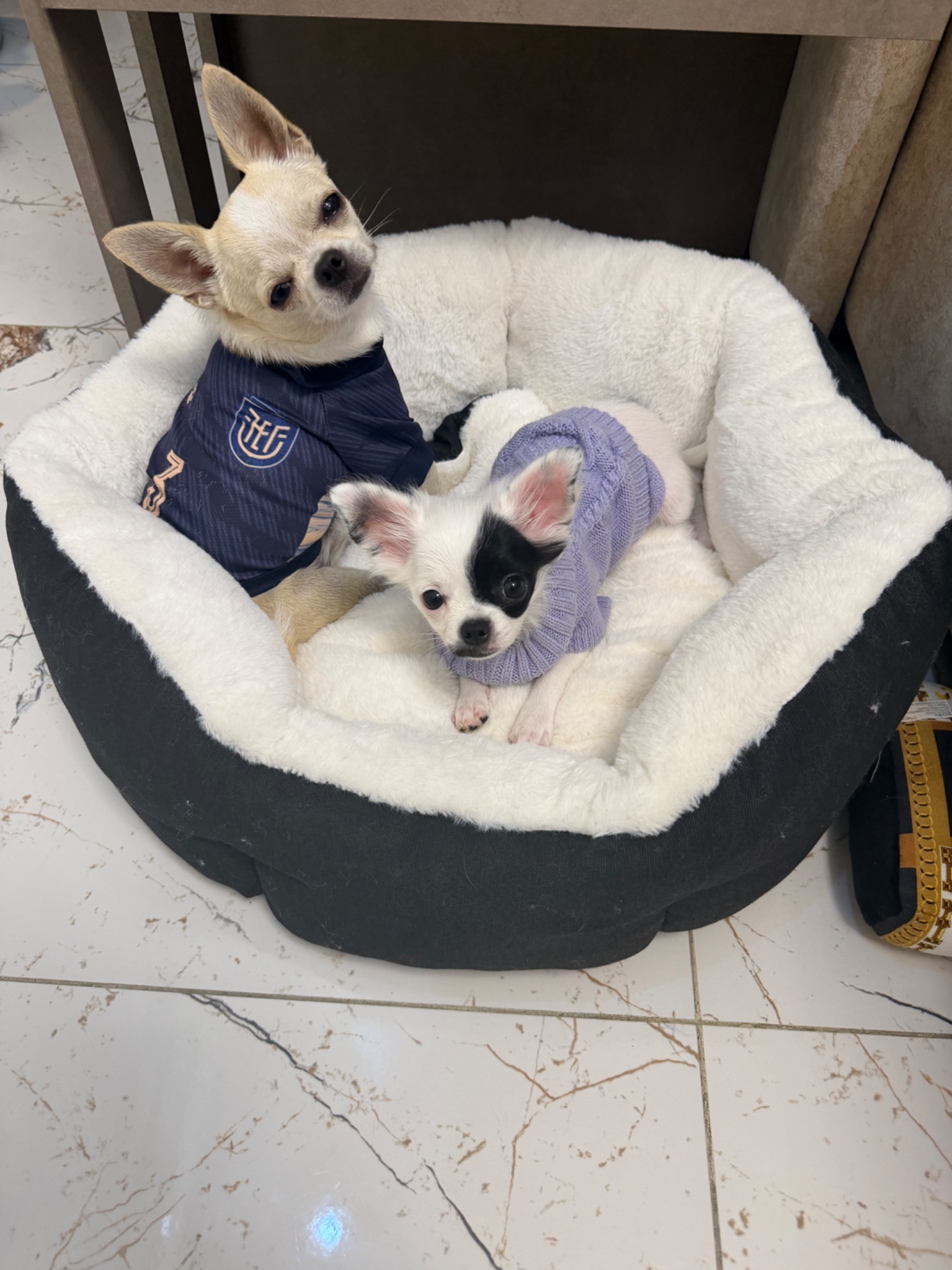 Fendi, chihuahua color ivory de Samborondón