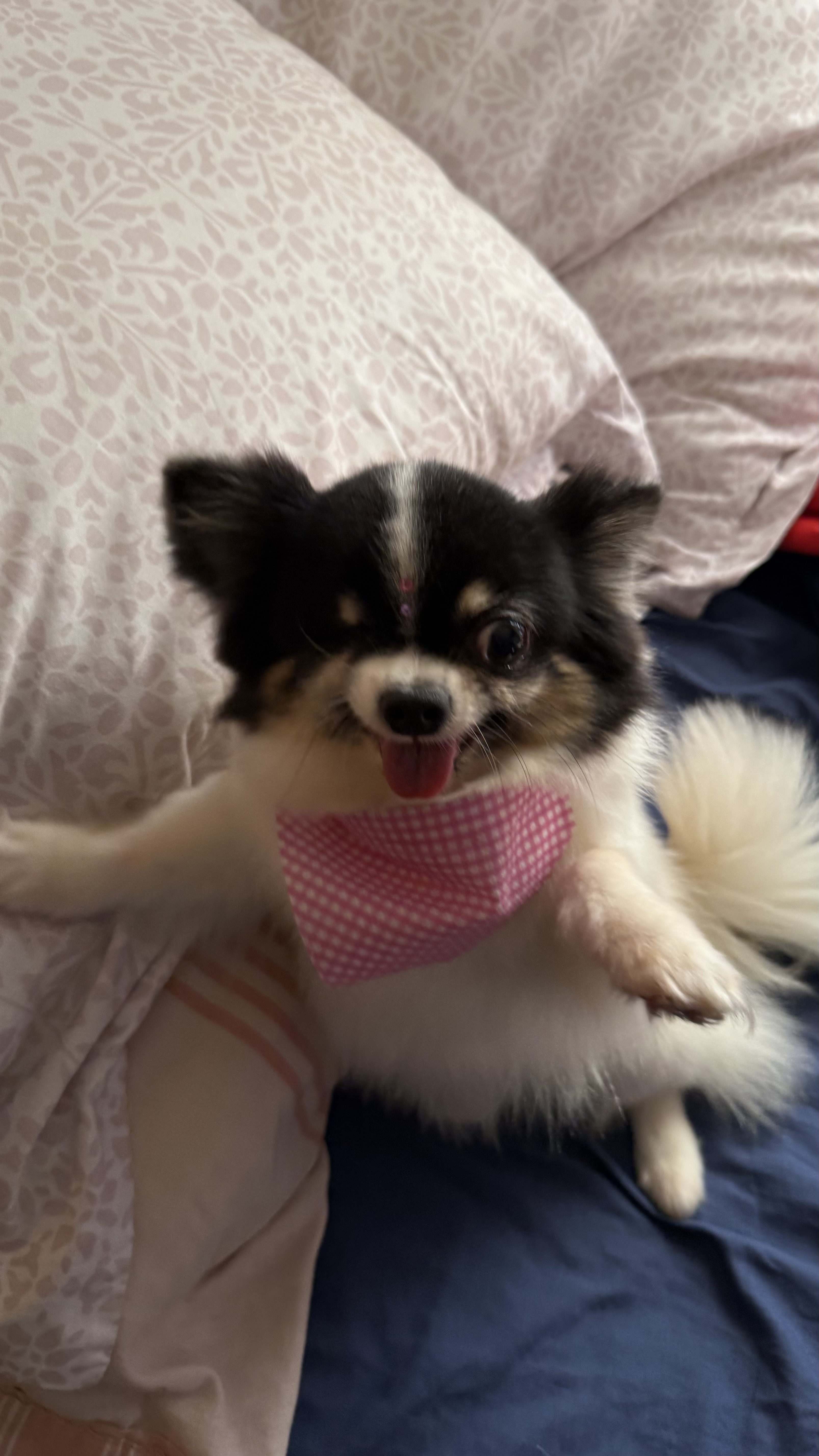 Leela, chihuahua blanca y negra de pelo largo de Morón