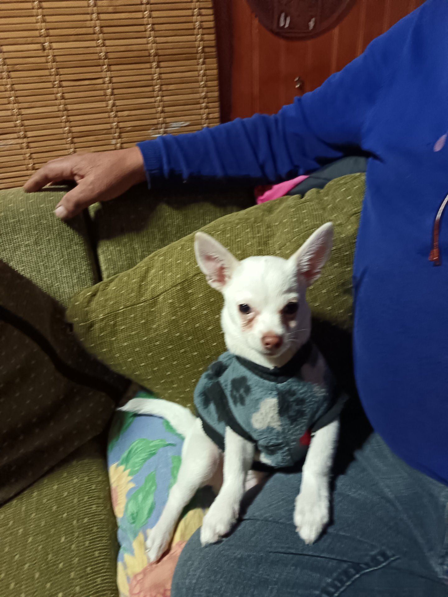 Juan Carlos Alcántara Vergara, chihuahua blanco de Santiago