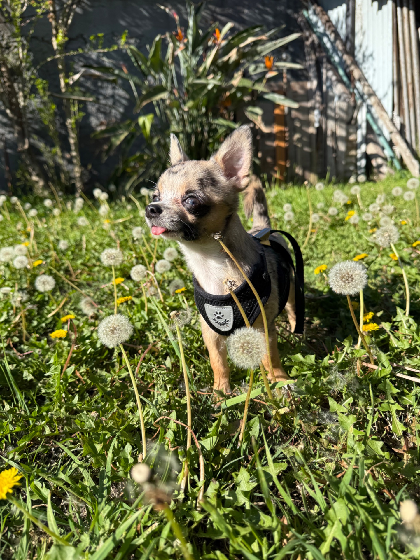 Aquiles, chihuahua merle de La Plata