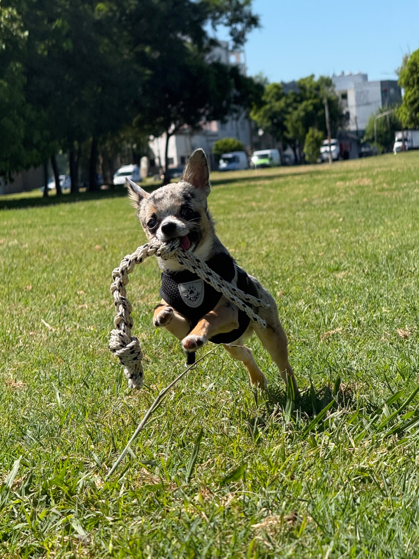 Aquiles, foto 3