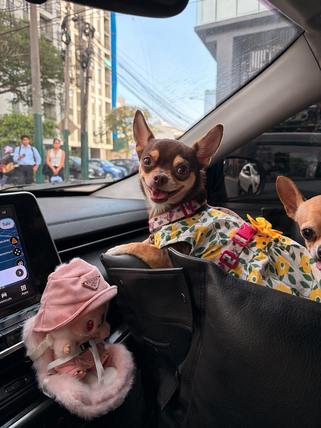 Nutella, chihuahua chocolate and tan de Lima