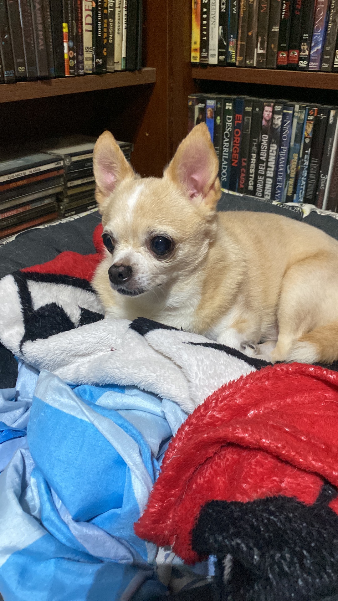 Victoria, chihuahua caramelo y blanco de Buenos Aires