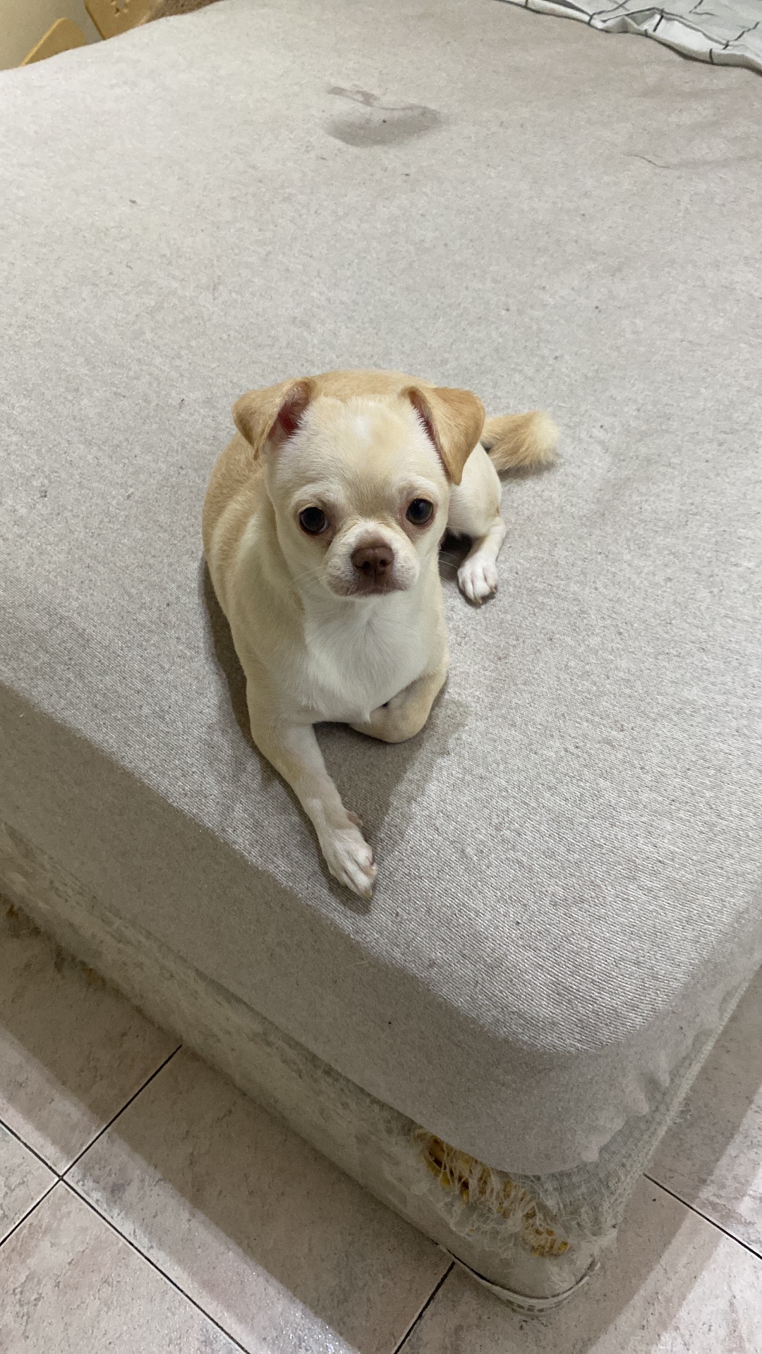 Olivia, chihuahua crema de Buenos Aires