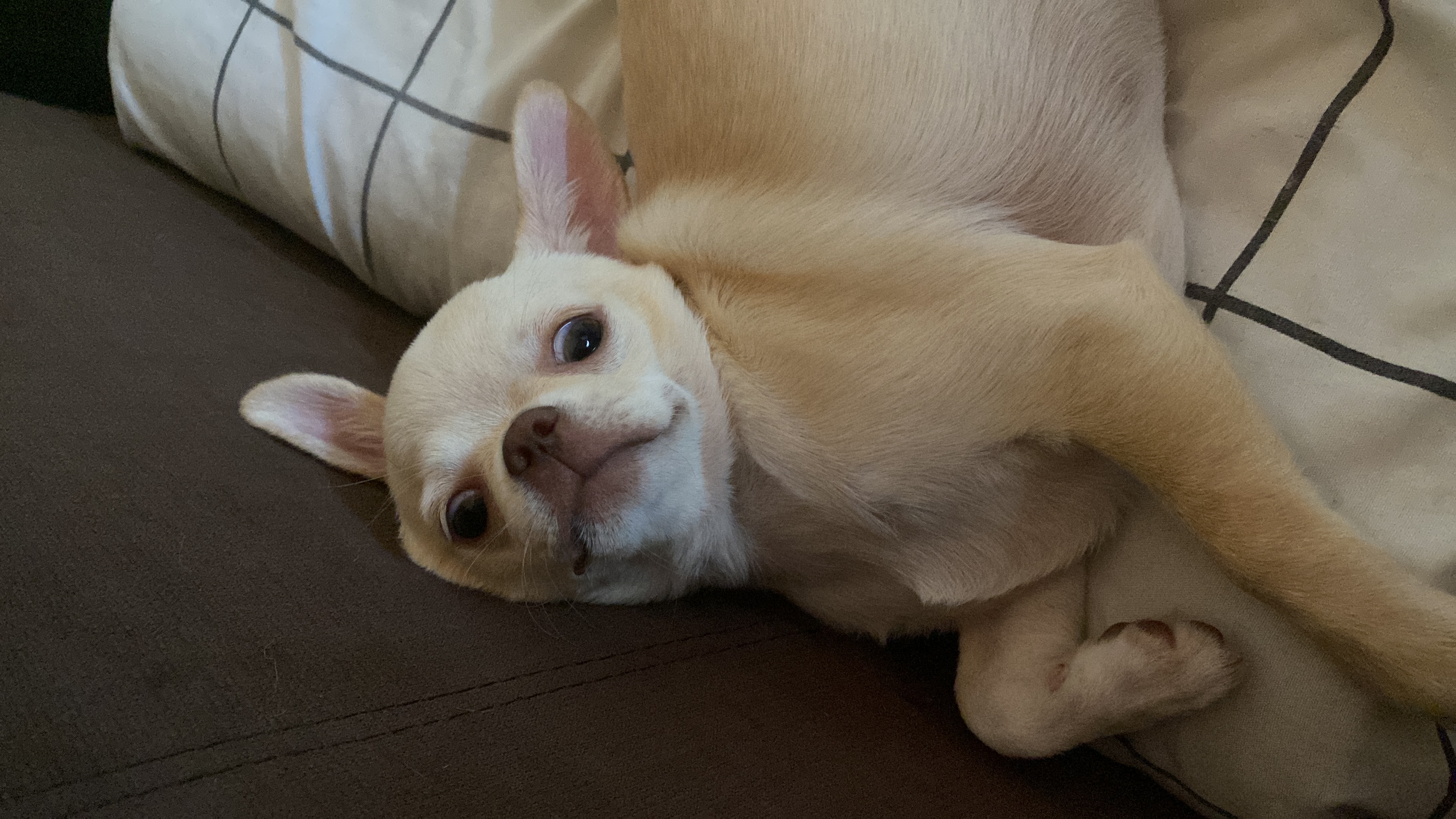 Olivia, foto 2