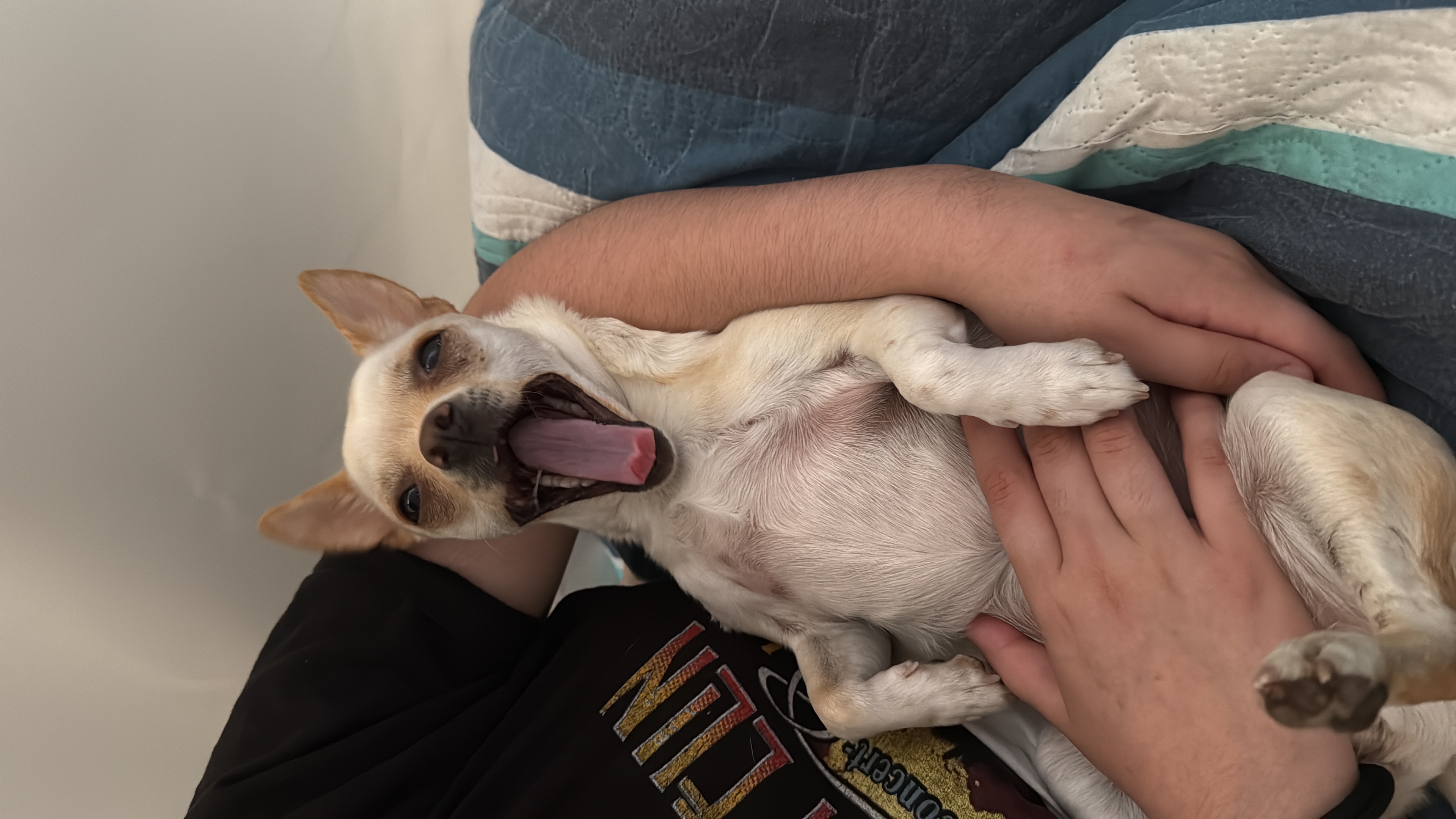 Lilith, chihuahua crema de Santiago de Chile
