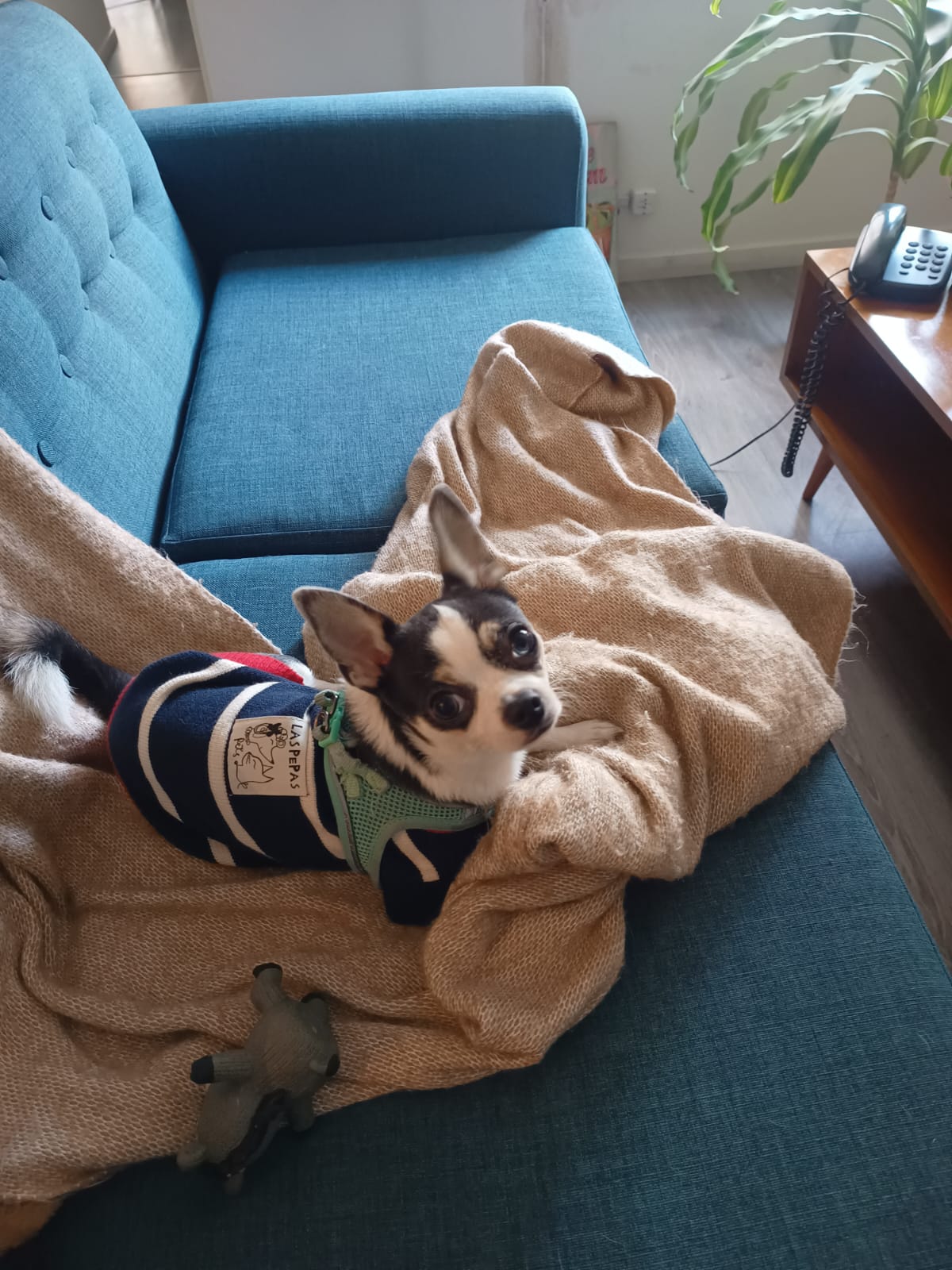 Simon, chihuahua agrisado con manchitas crema de Buenos Aires