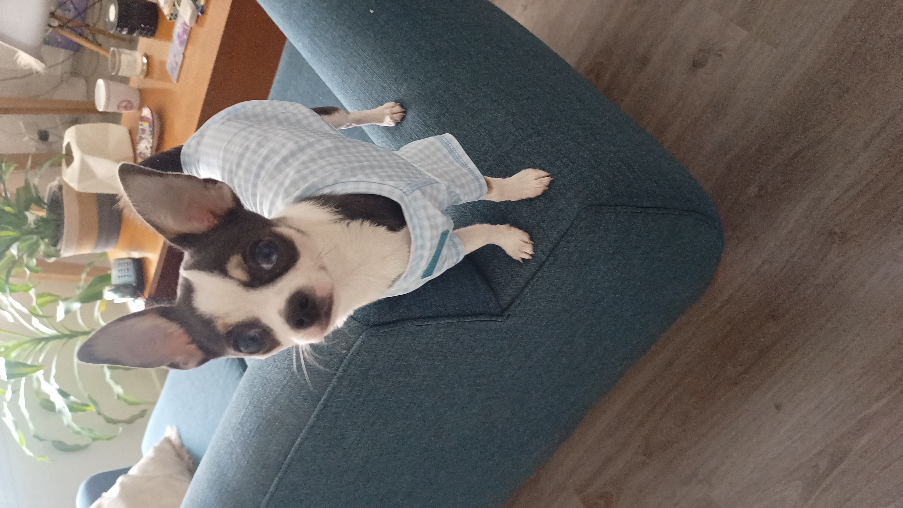Simon, foto 2