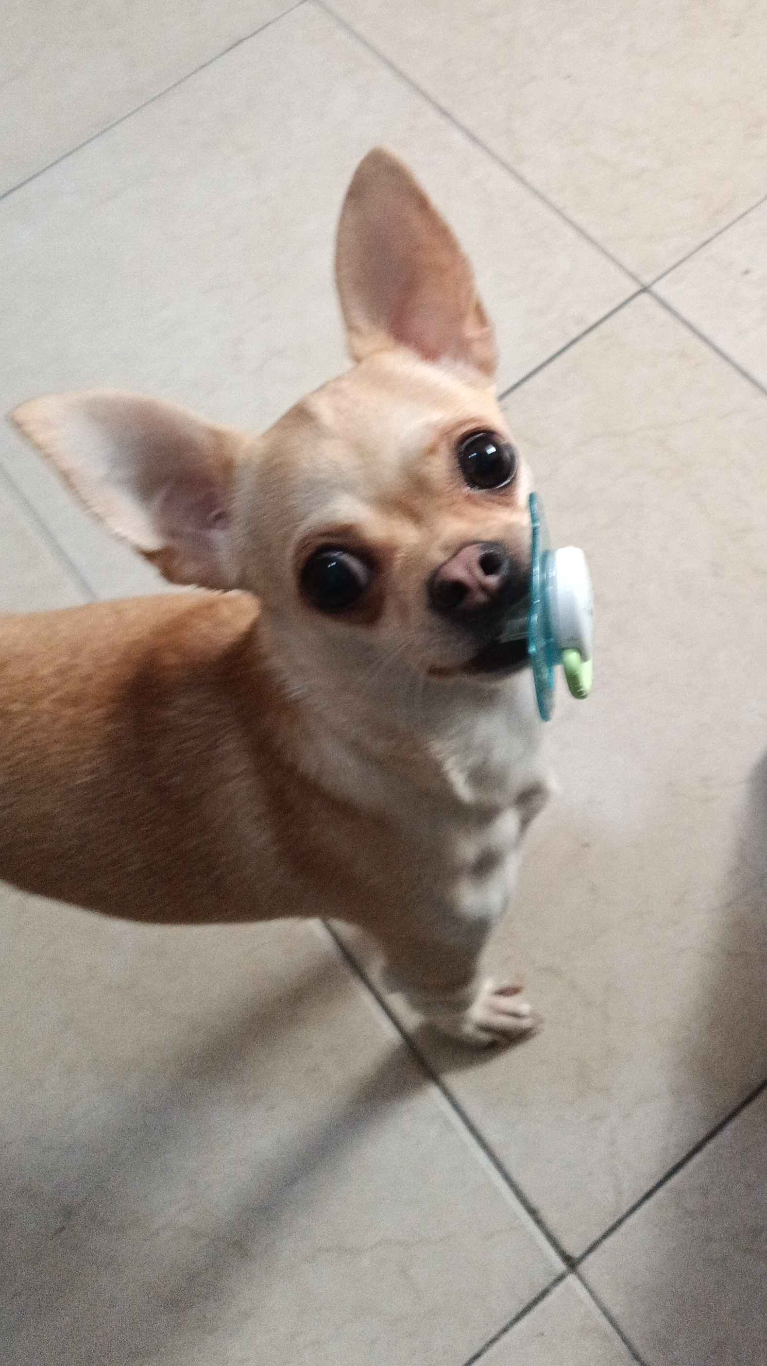 Mery, chihuahua caramelo de Avellaneda