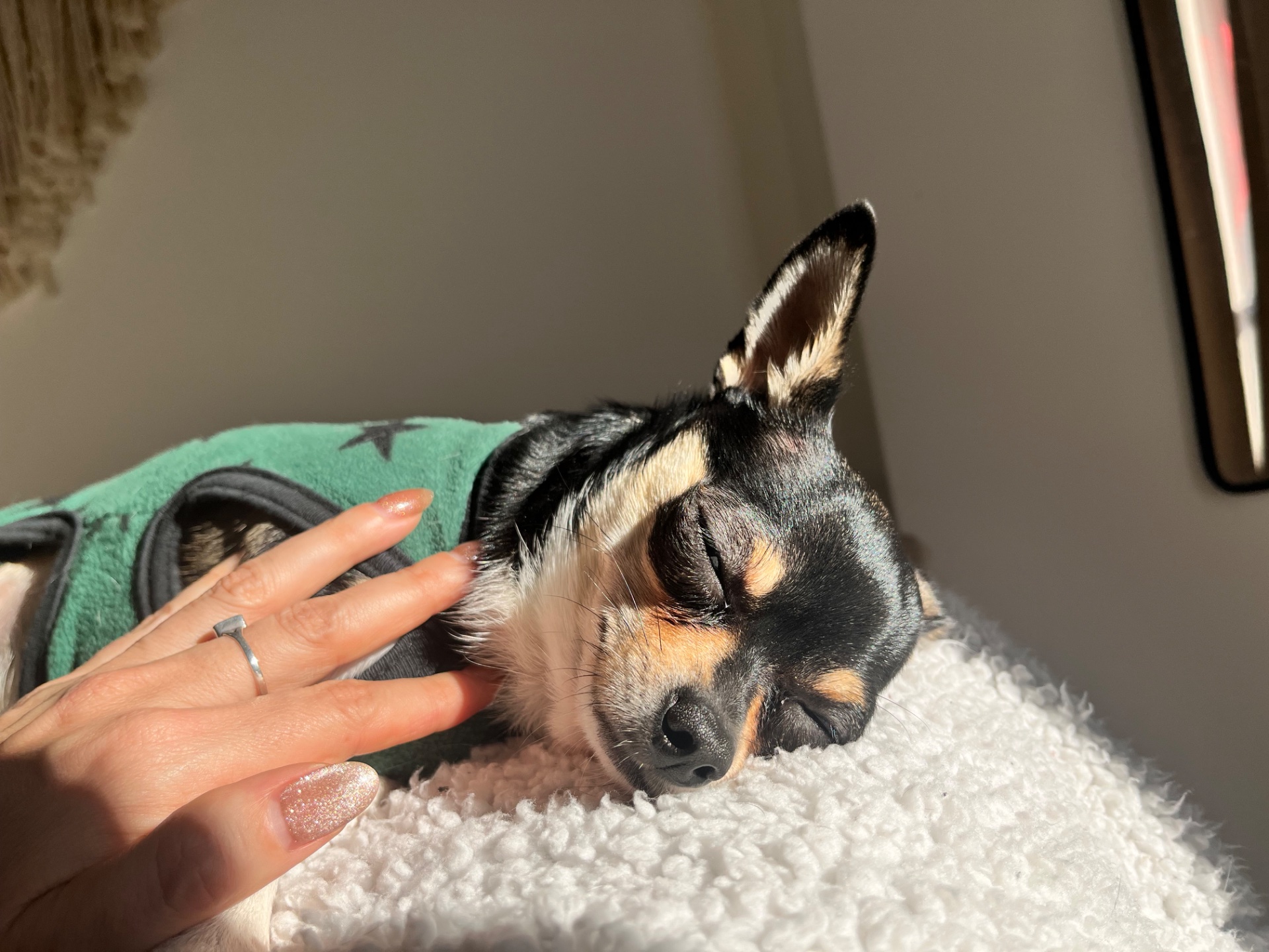 Duki, chihuahua negro de La Plata
