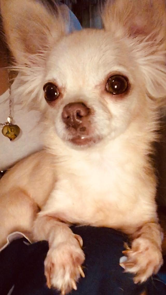 Coco, chihuahua blanca de pelo largo de Buenos Aires