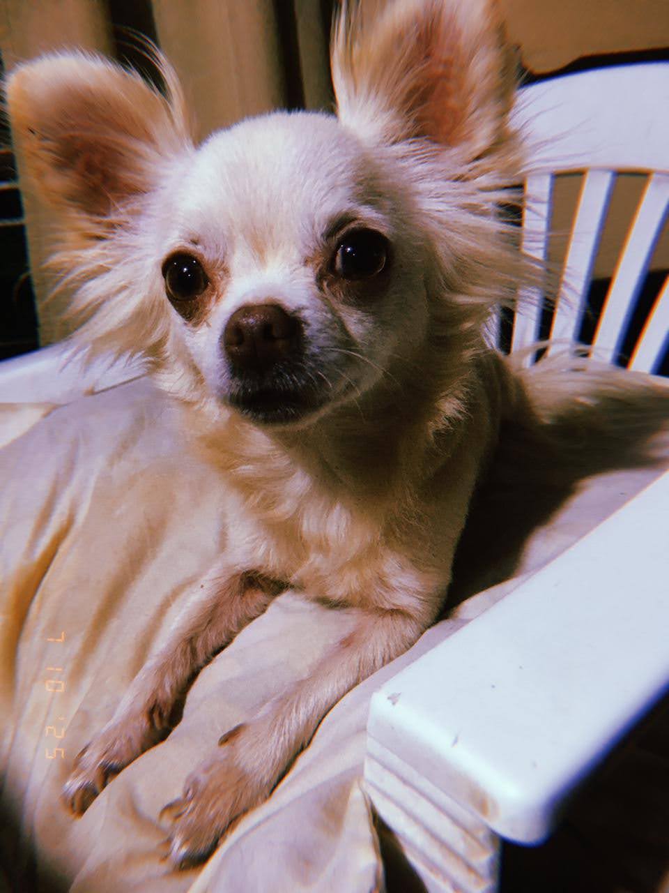 Coco, foto 2