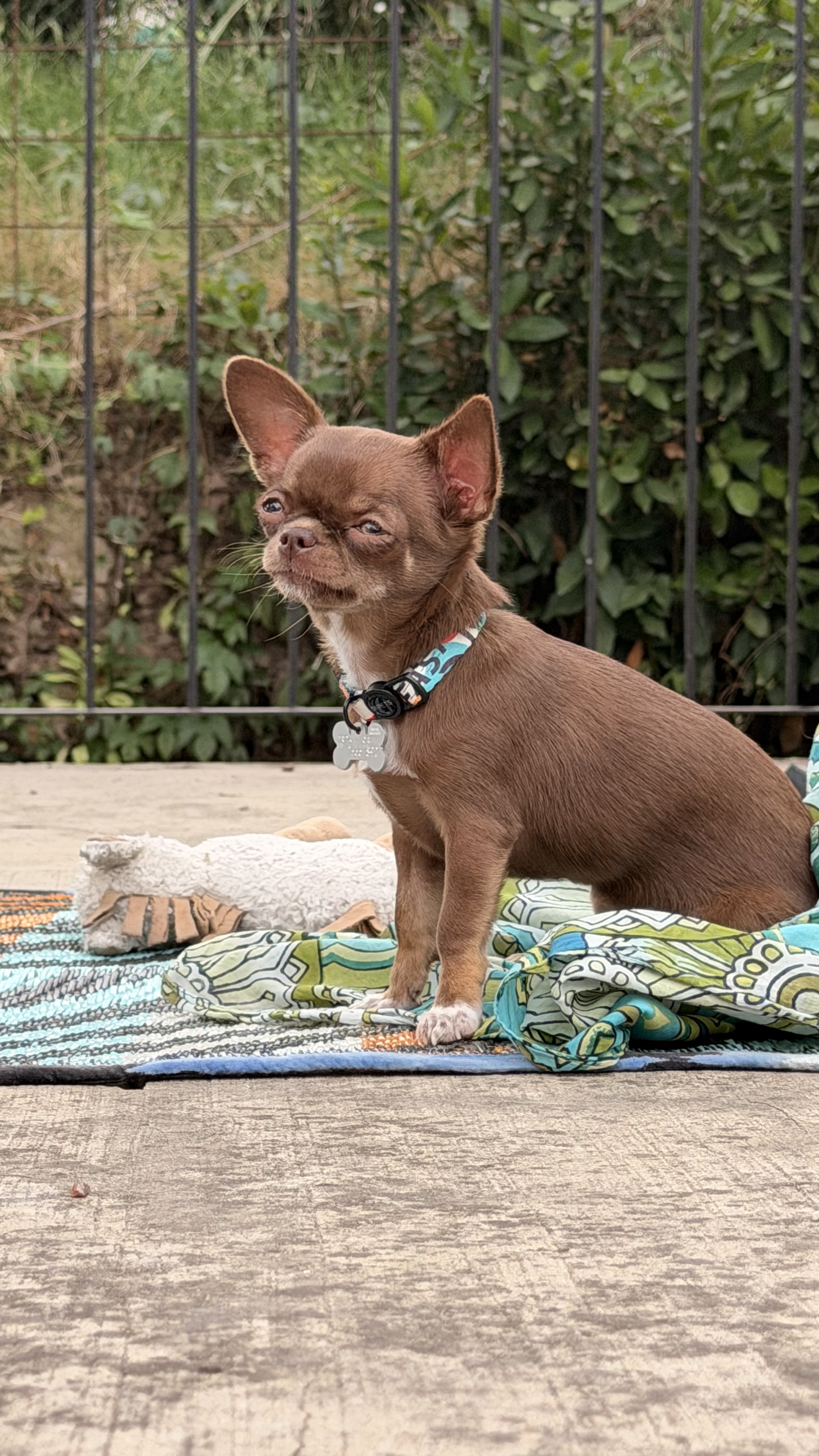 Nogal, chihuahua chocolate de Argentina