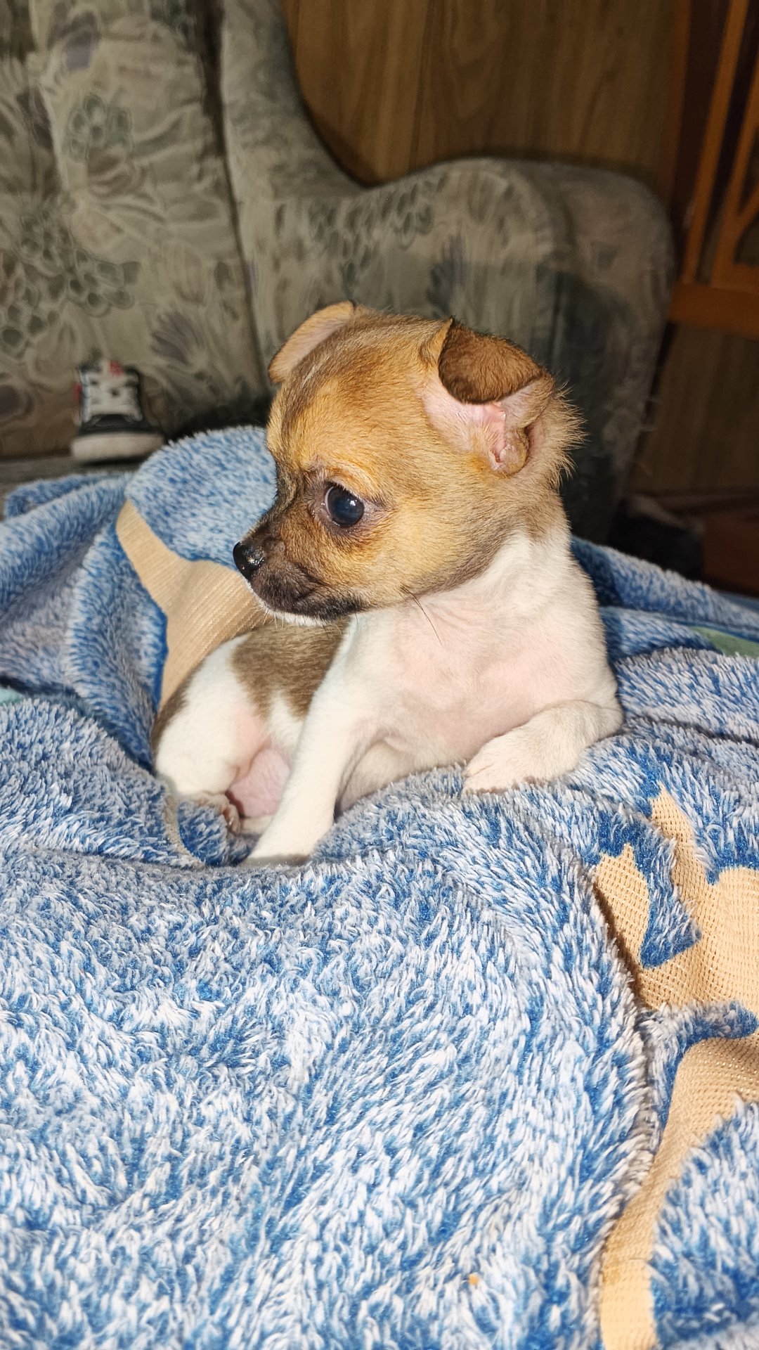 Lorenzo, chihuahua blanco y marrón de Buenos Aires