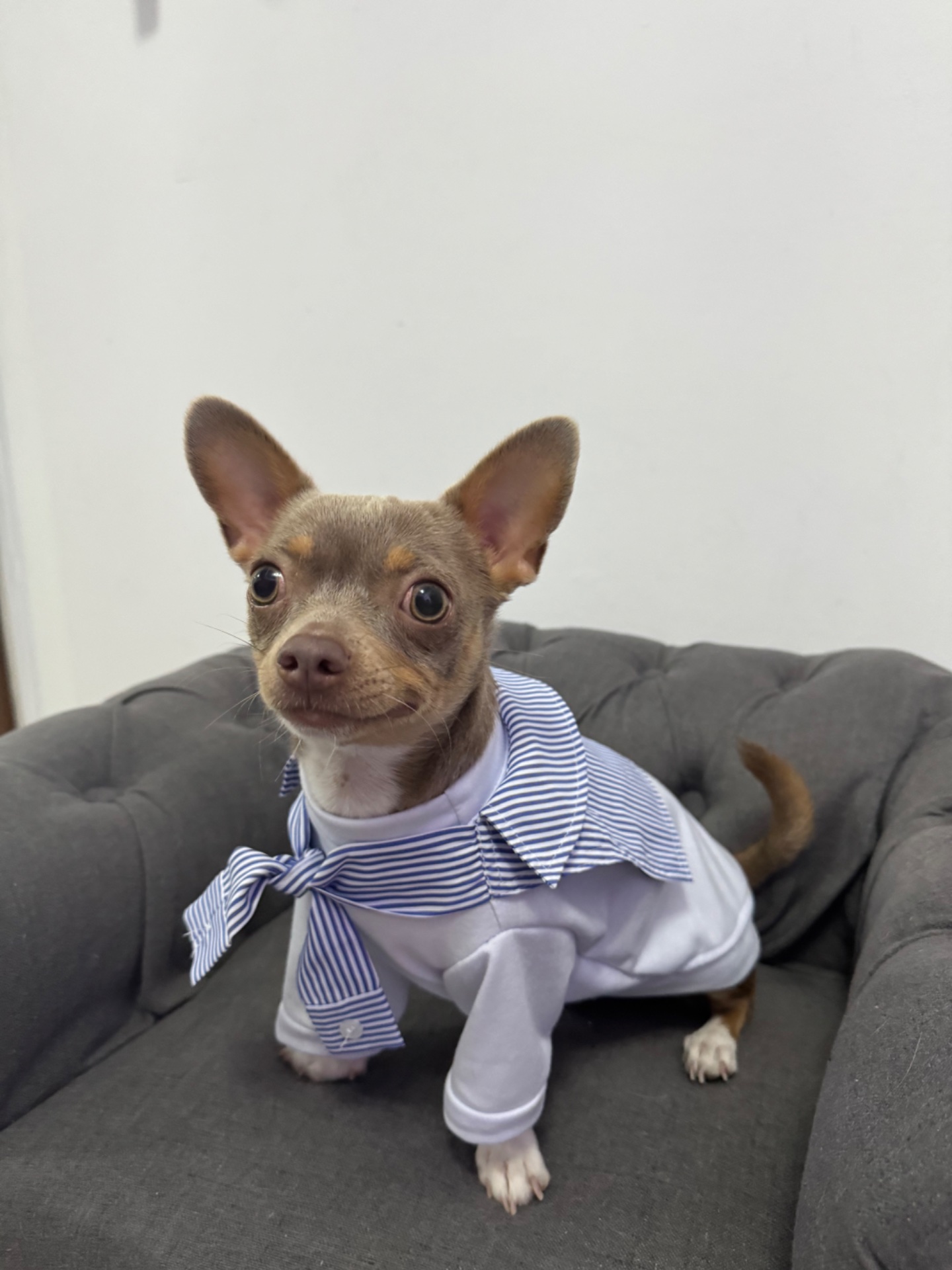 Narciso Hugo, chihuahua color lilac de Buenos Aires