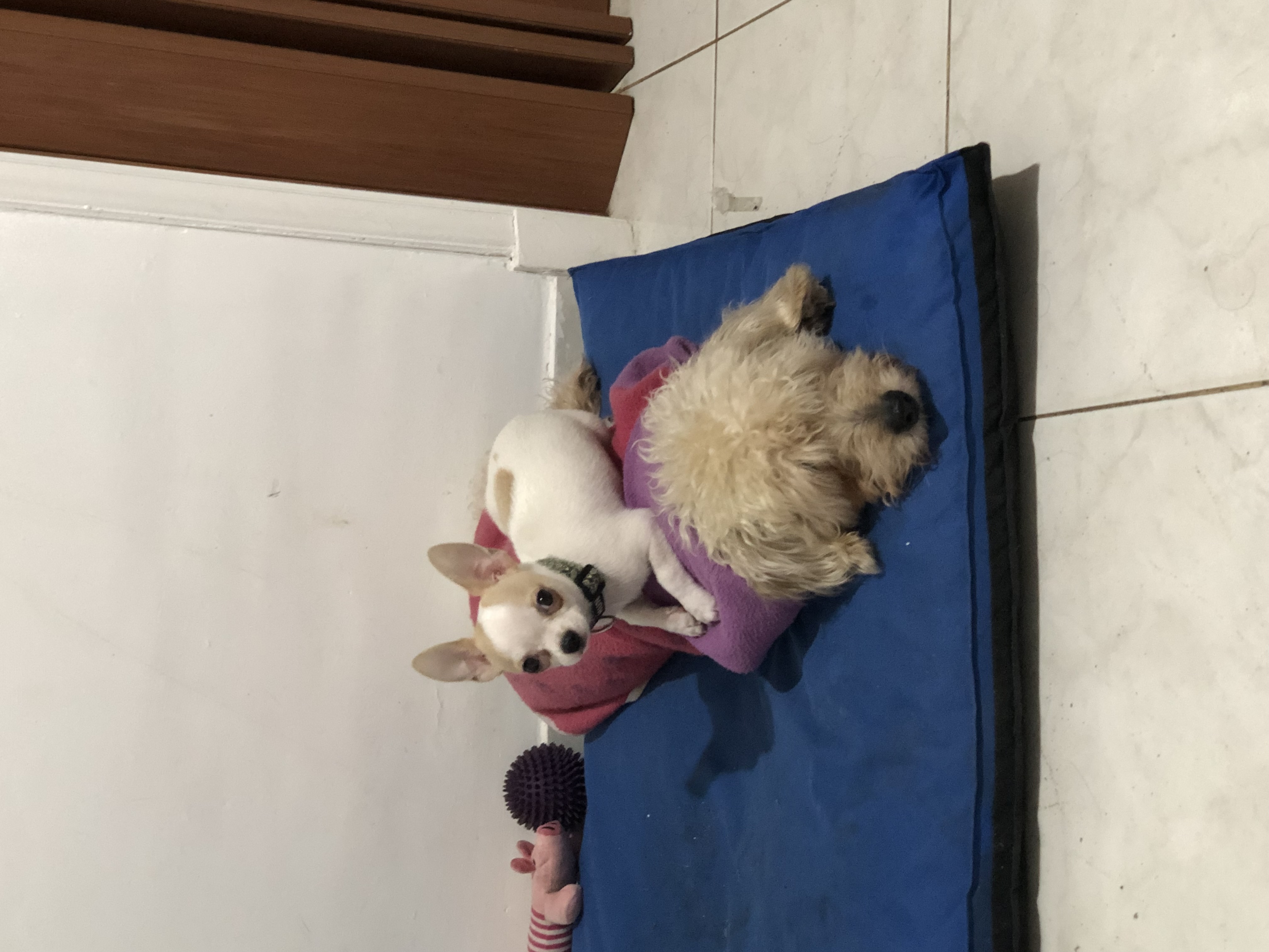 Ryan, chihuahua blanco y caramelo de Mar del Plata