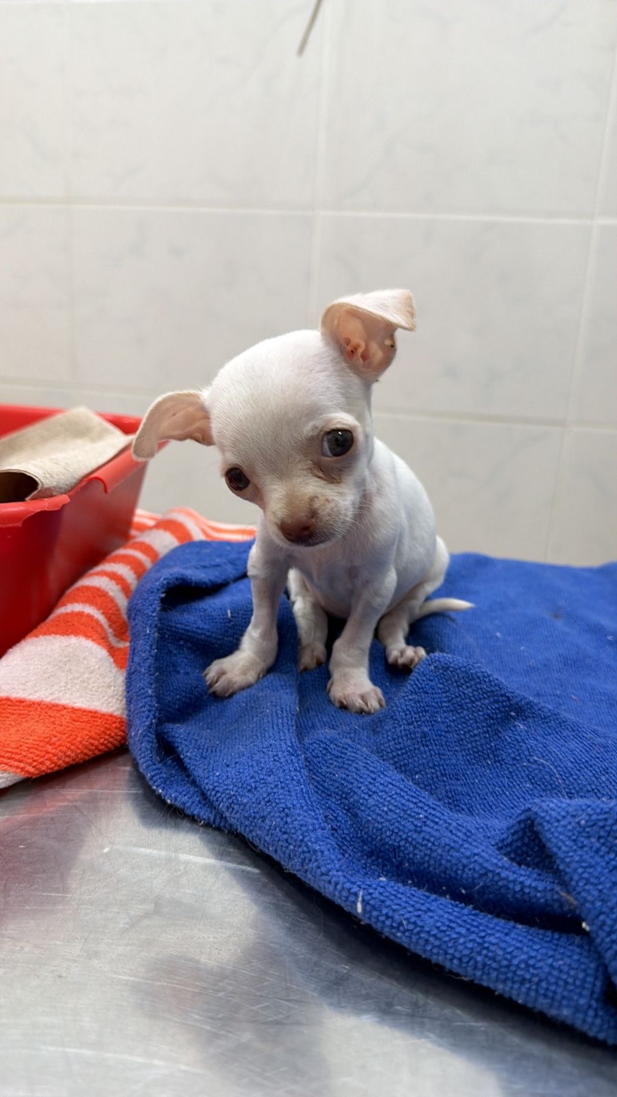 Lola, chihuahua blanca de Tucumán