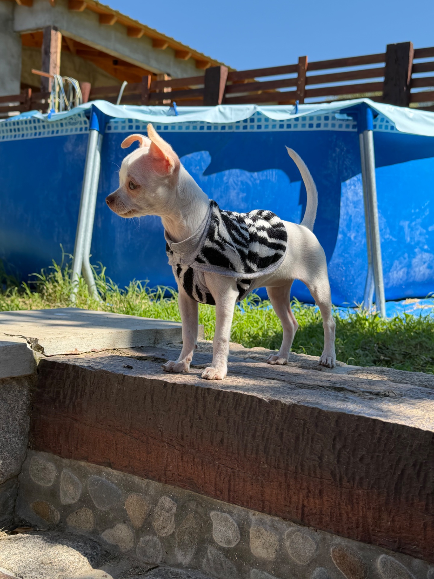 Lola, foto 2