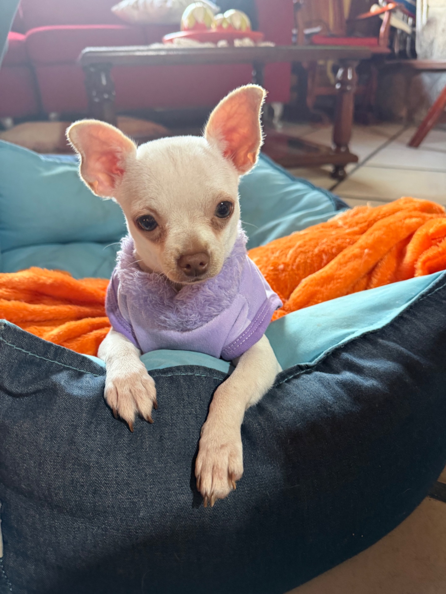 Lola, foto 3