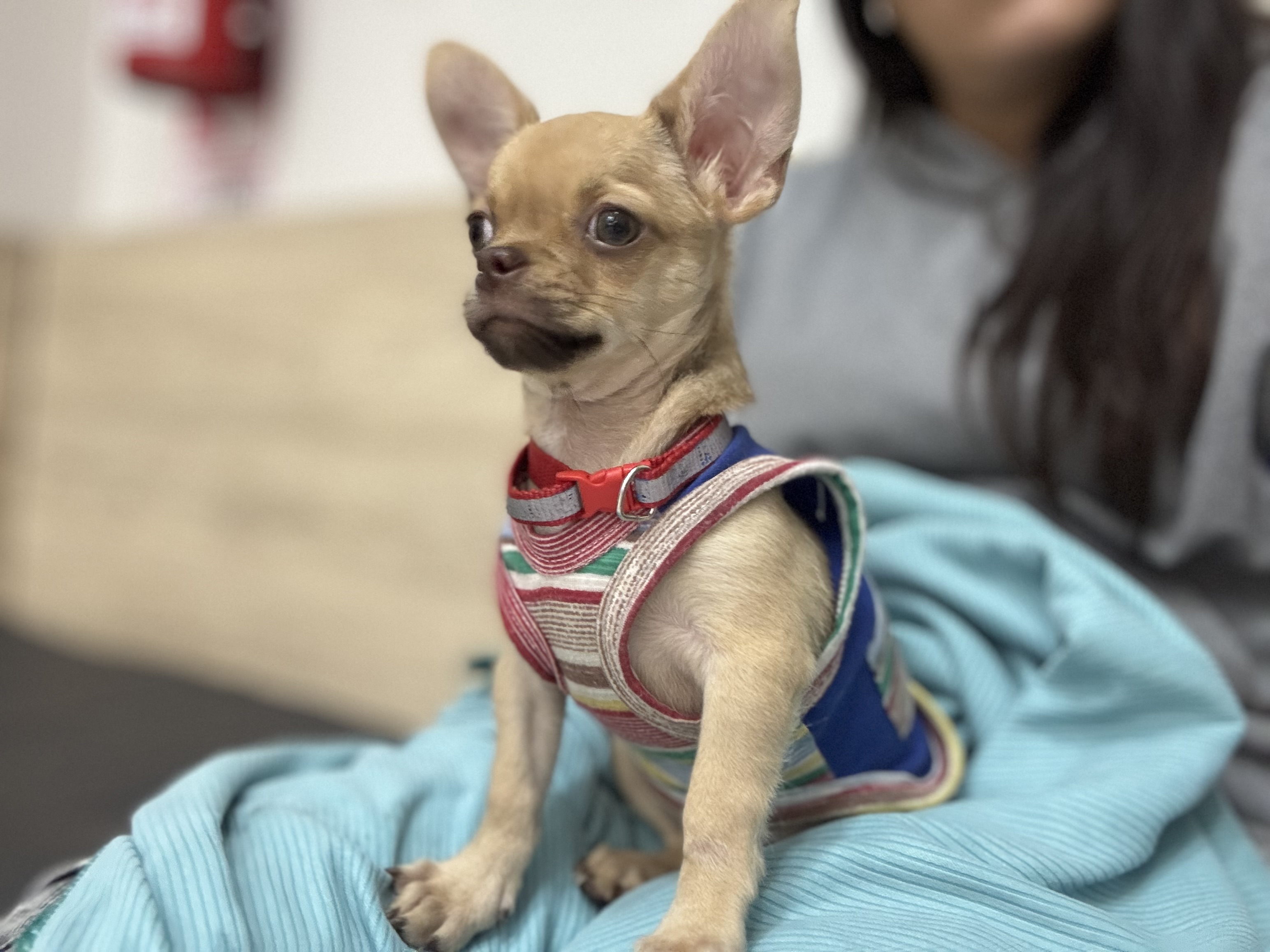 Jack, chihuahua caramelo de Tucumán