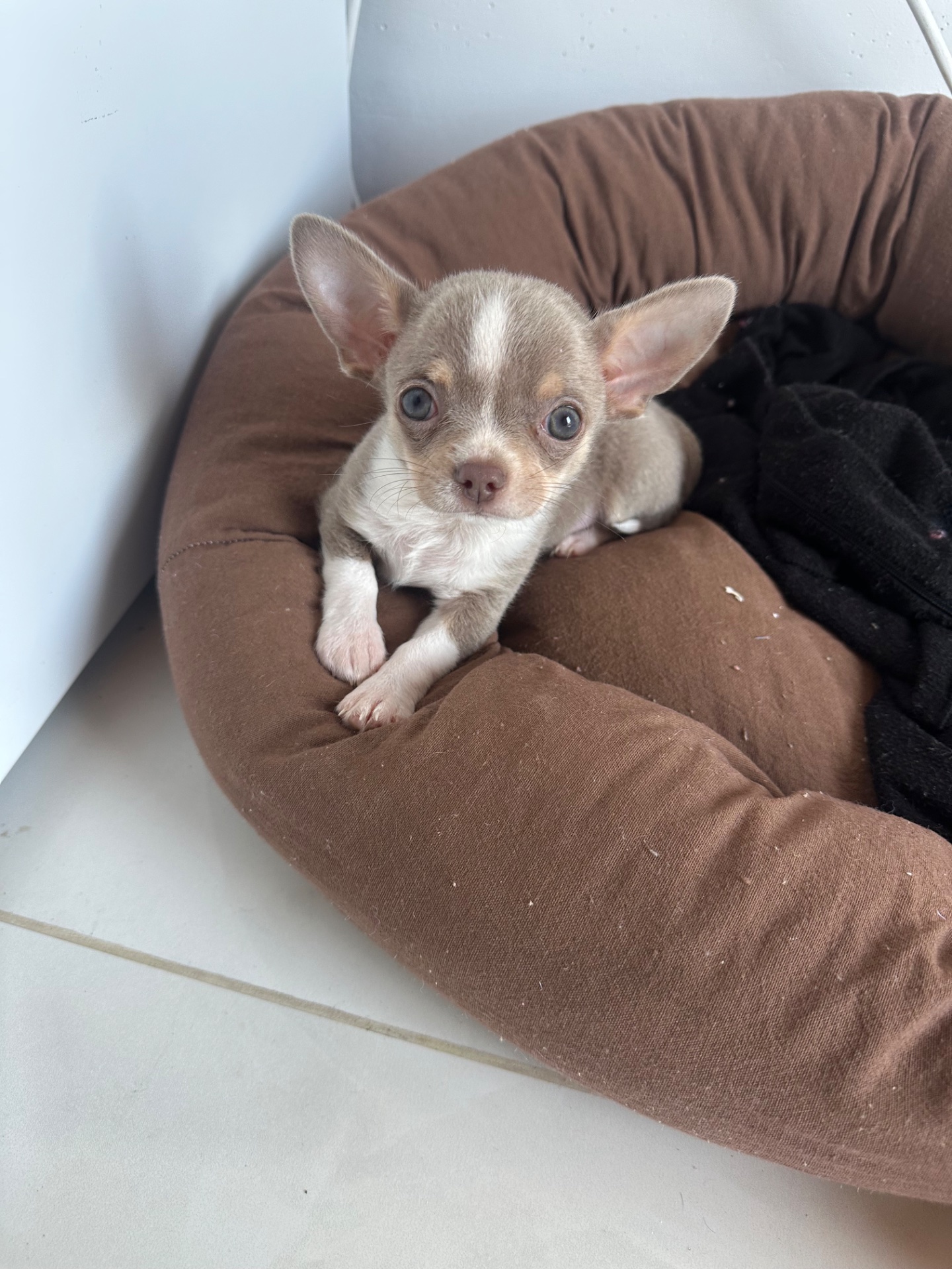 Macarrón, chihuahua gris con blanco de Argentina