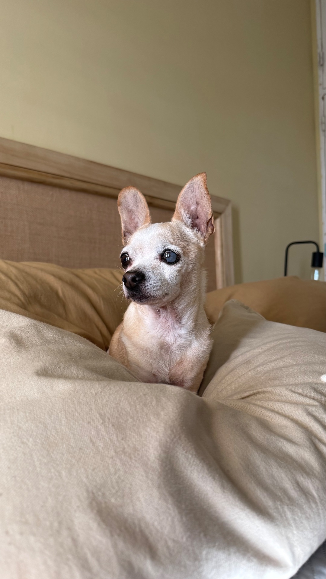 Loli, chihuahua marfil de Buenos Aires