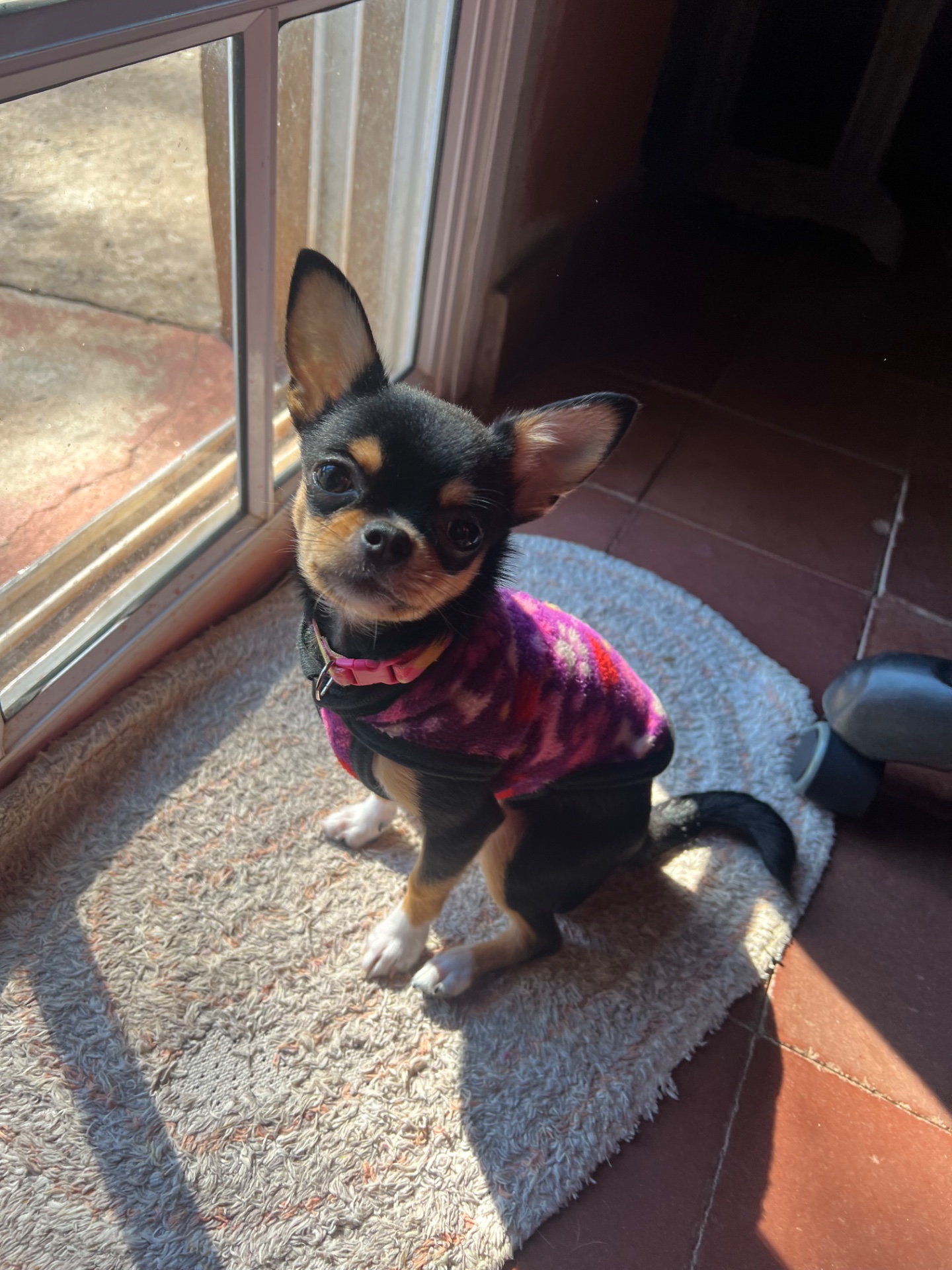 Olivia, chihuahua tricolor de pelo largo de Misiones