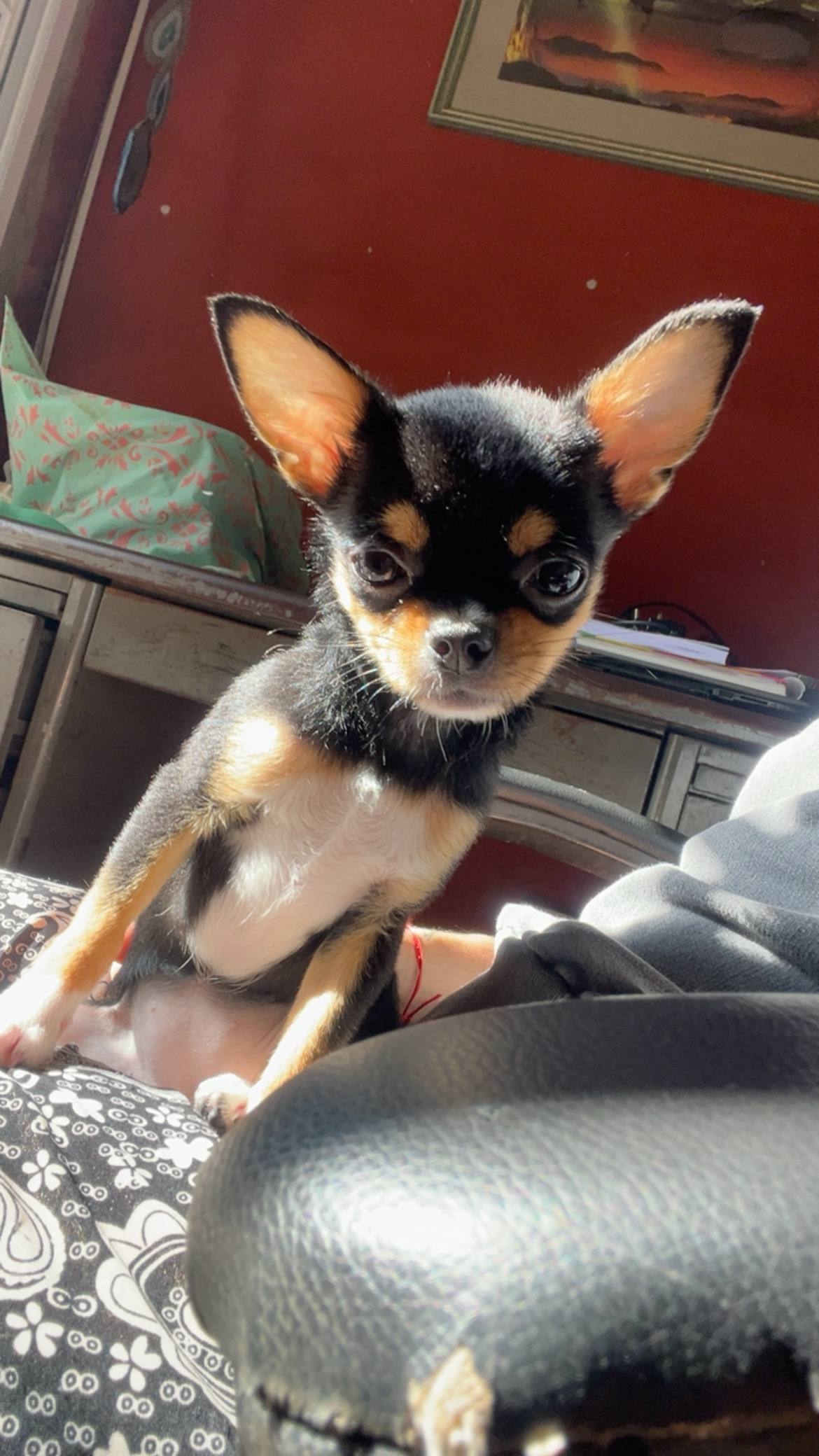 Olivia, foto 2