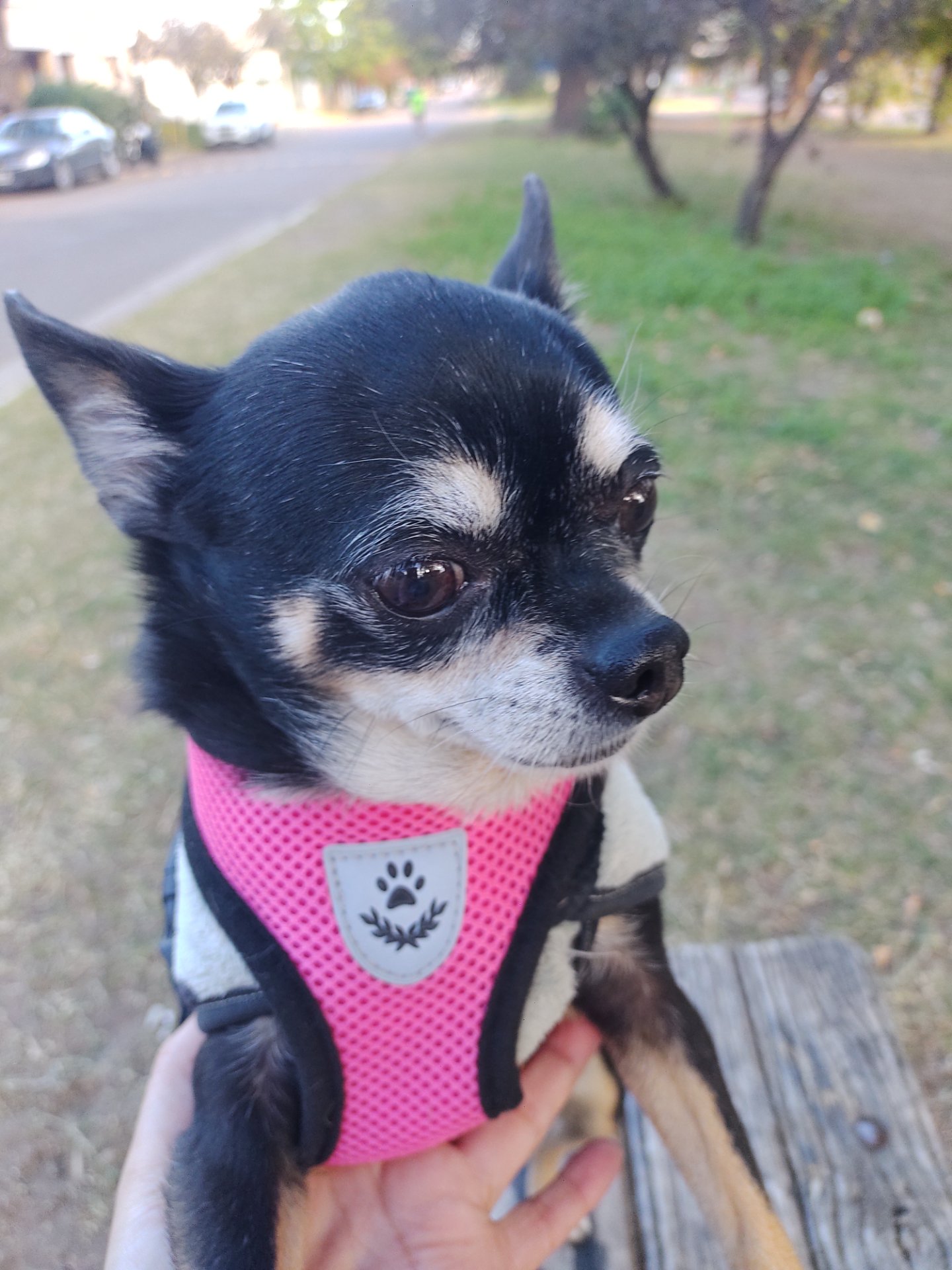 Zoe, chihuahua negra con pechito blanco de Punta Alta