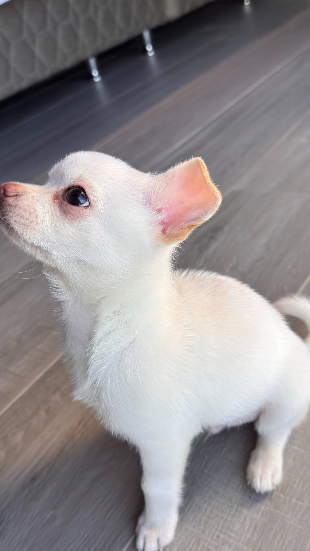 Nachito Chalupa, chihuahua crema de Asunción